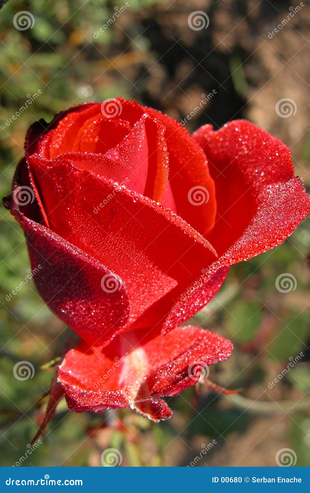 Fresh rose stock photo. Image of damp, sunrise, petals, rise 680