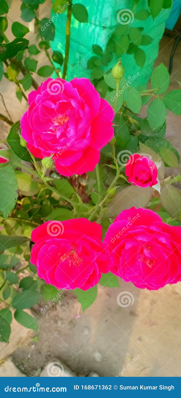 fresh rose flower in village