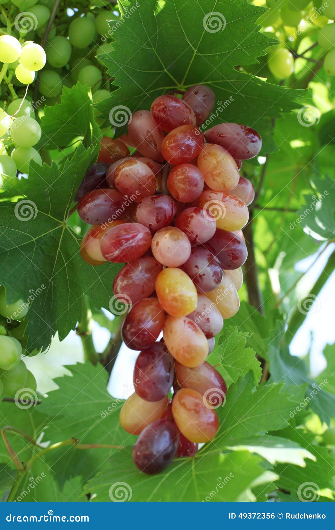 Fresh Rose and Green Grapes Stock Photo Image of green, grape 49372356