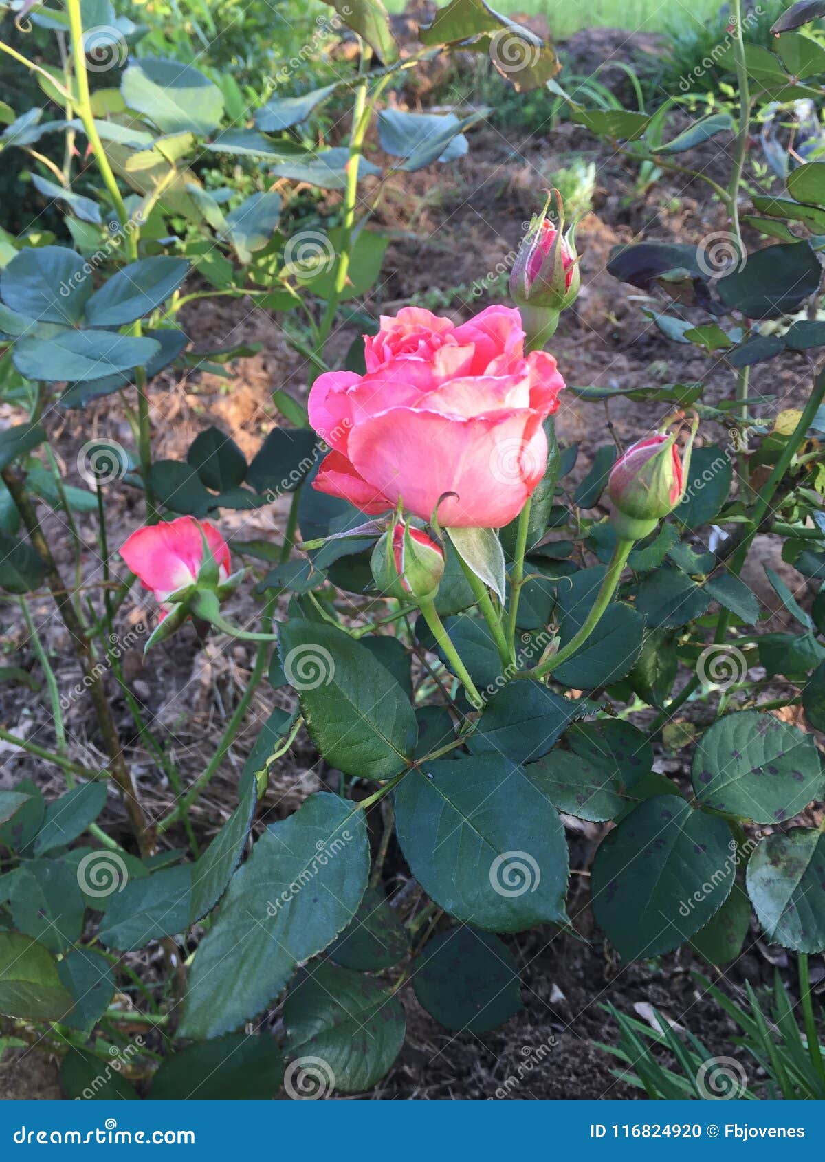 A Fresh Rose from Rural East Texas Stock Photo Image of glancing