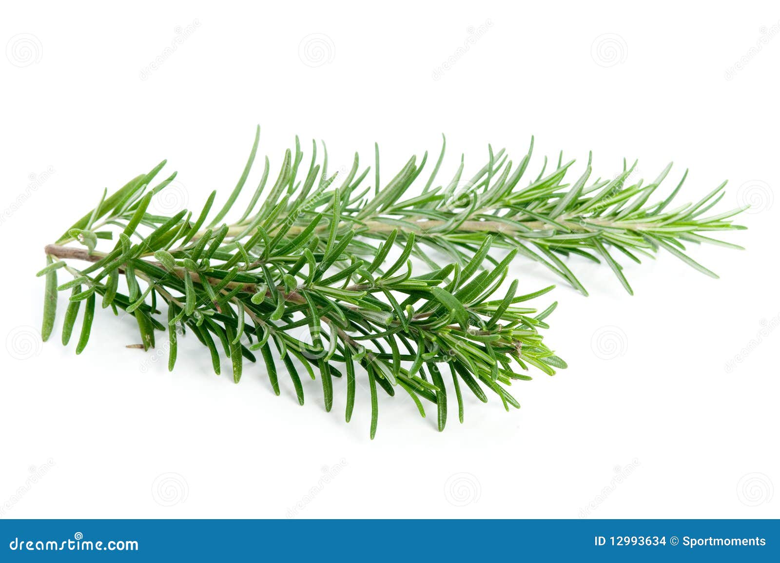 Fresh Rosemary Herb Stock Photography 85638452