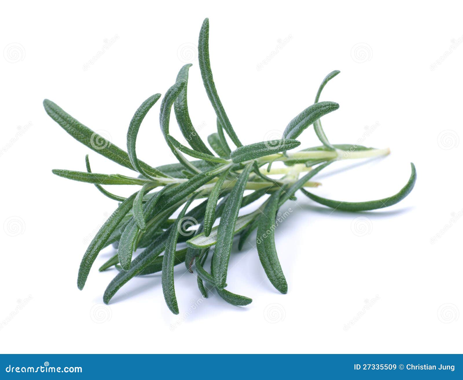 Fresh rosemary stock image. Image of leaf, nutrition 27335509
