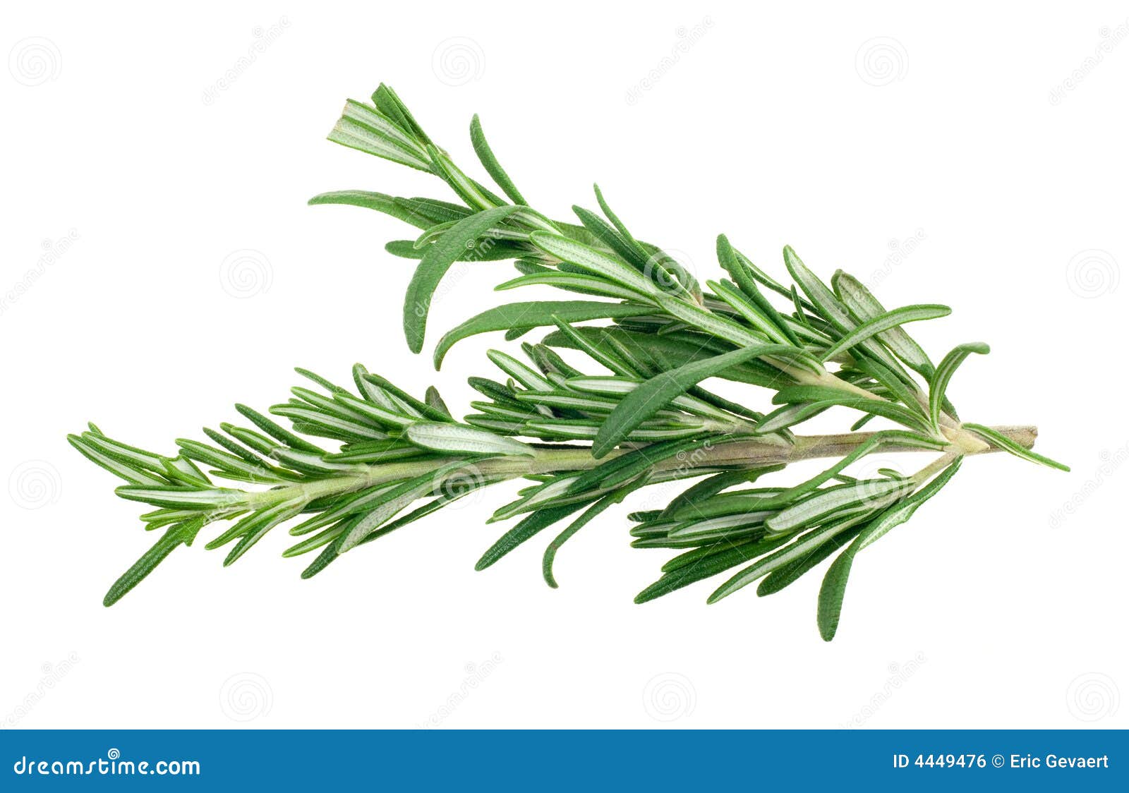 Fresh rosemary stock photo. Image of diet, bunch, medicine 4449476