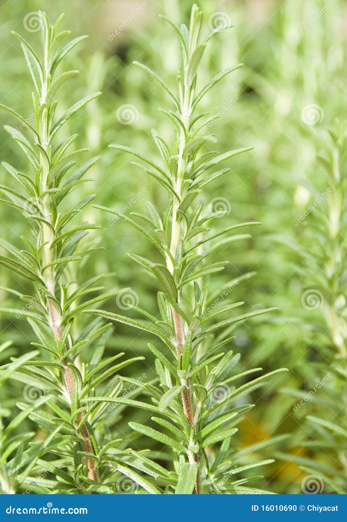 Fresh Rosemary Herb stock photo. Image of savory, herb 16010690