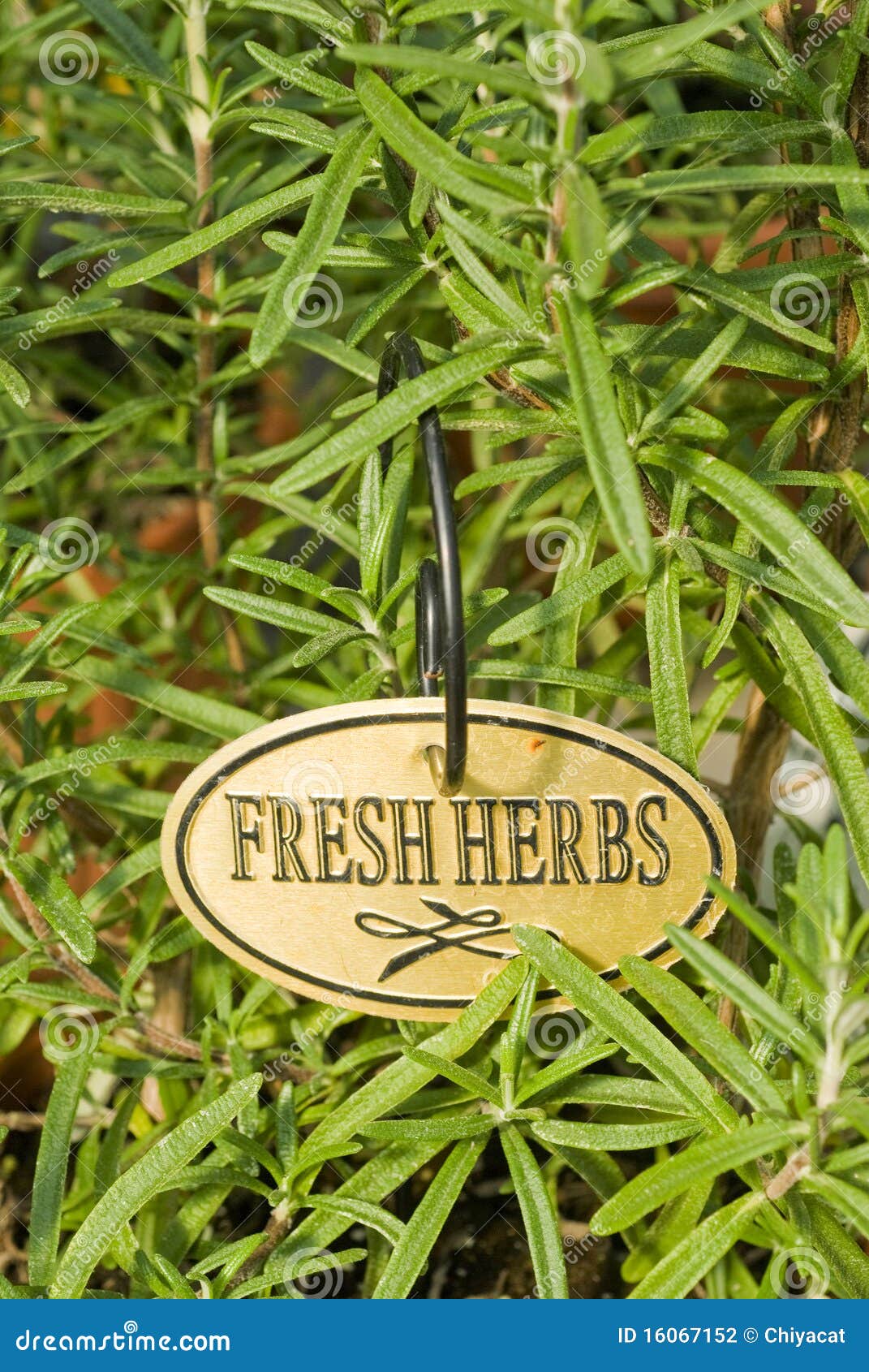 Fresh rosemary Herb stock photo. Image of herbs, leaves 16067152