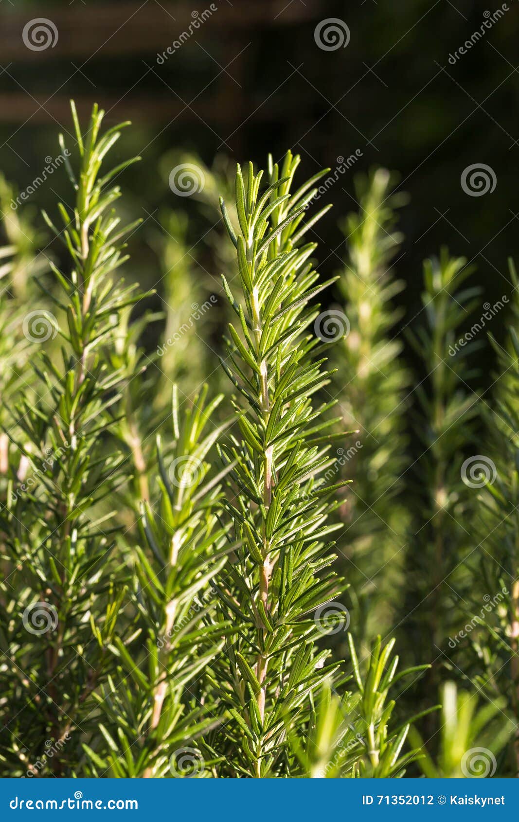 Fresh Rosemary Herb Growing Stock Photo Image of closeup, blur 71352012