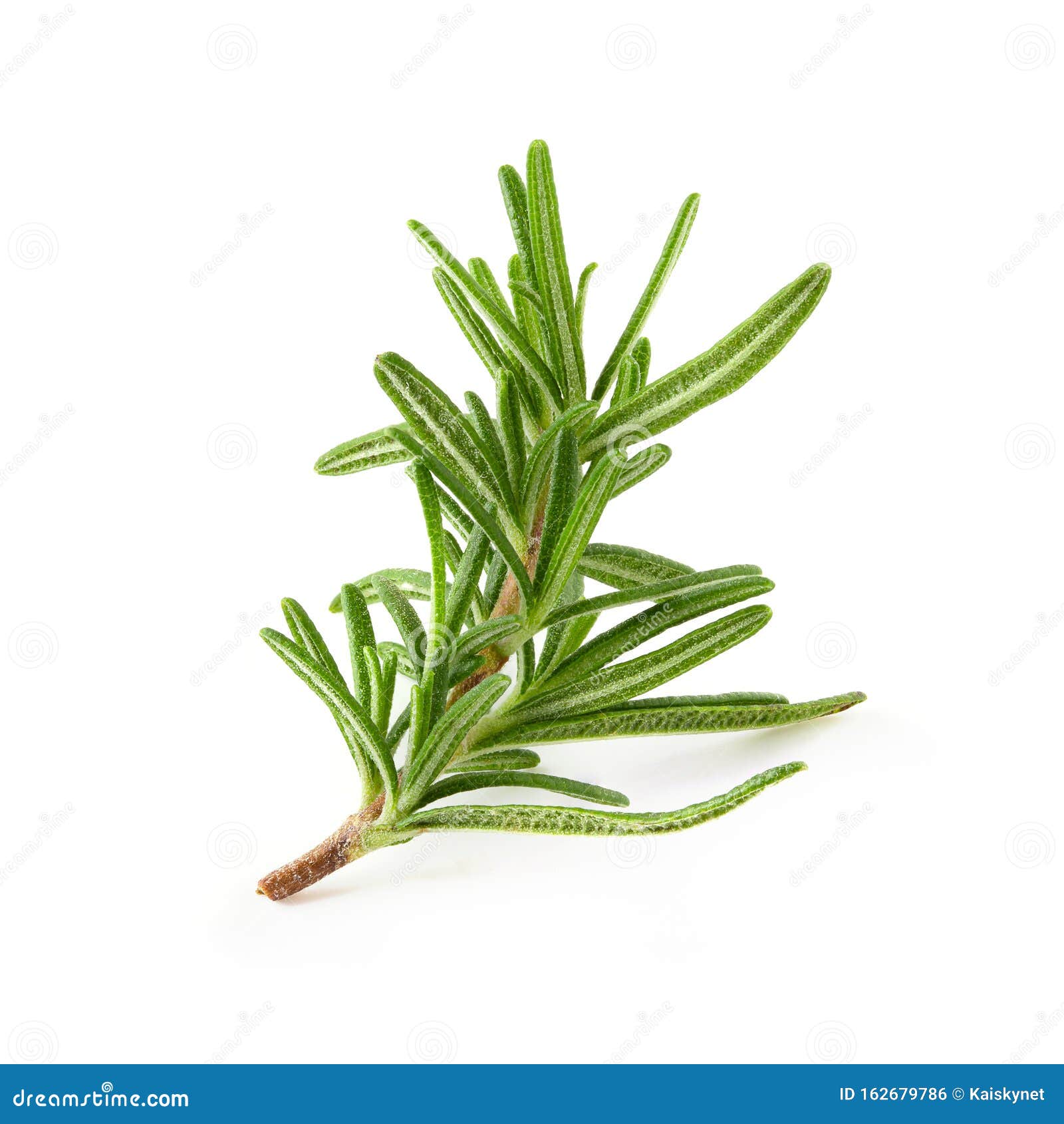 Fresh Rosemary Isolated Over a White Background Stock Photo Image of