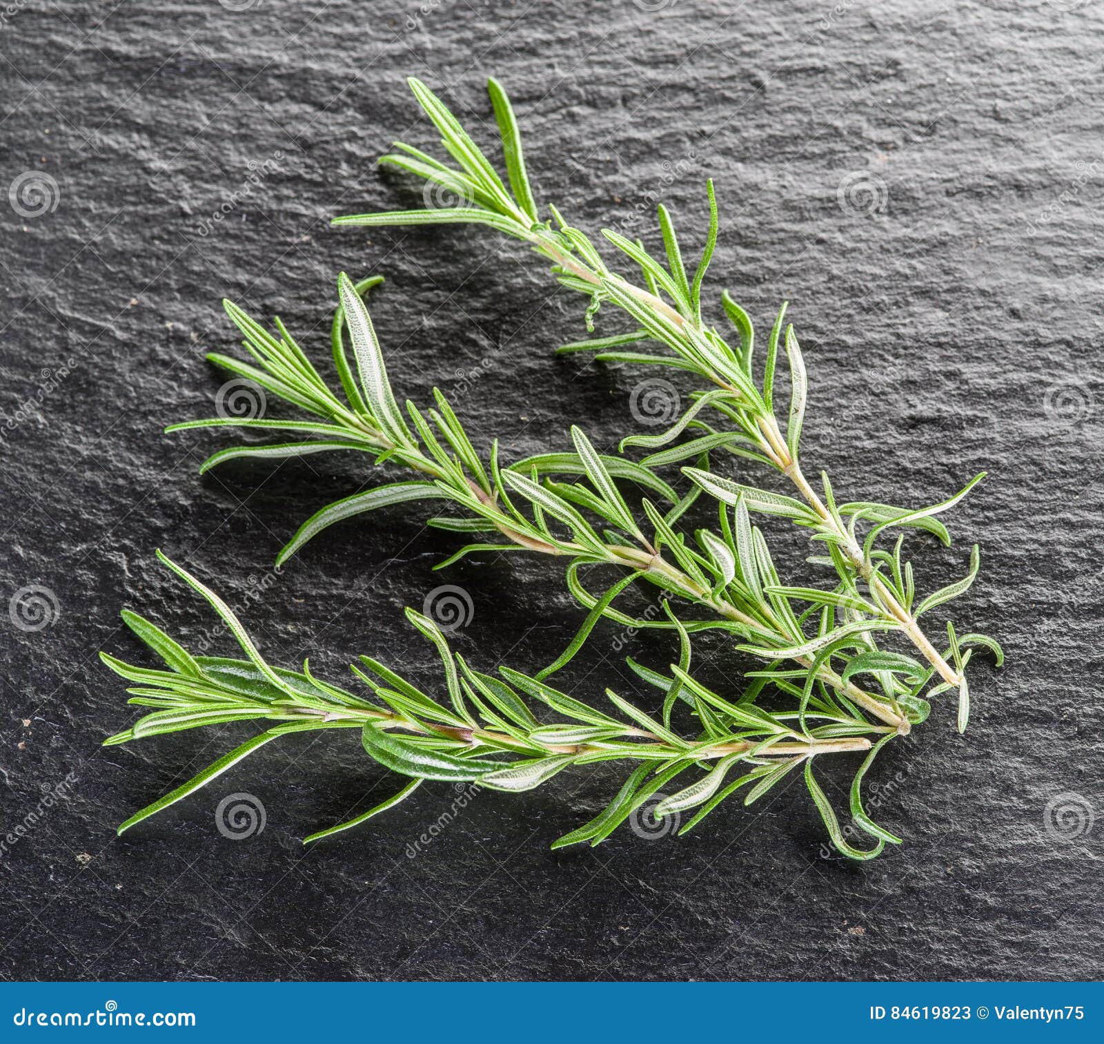 Fresh rosemary leaves. stock image. Image of plant, spice 84619823