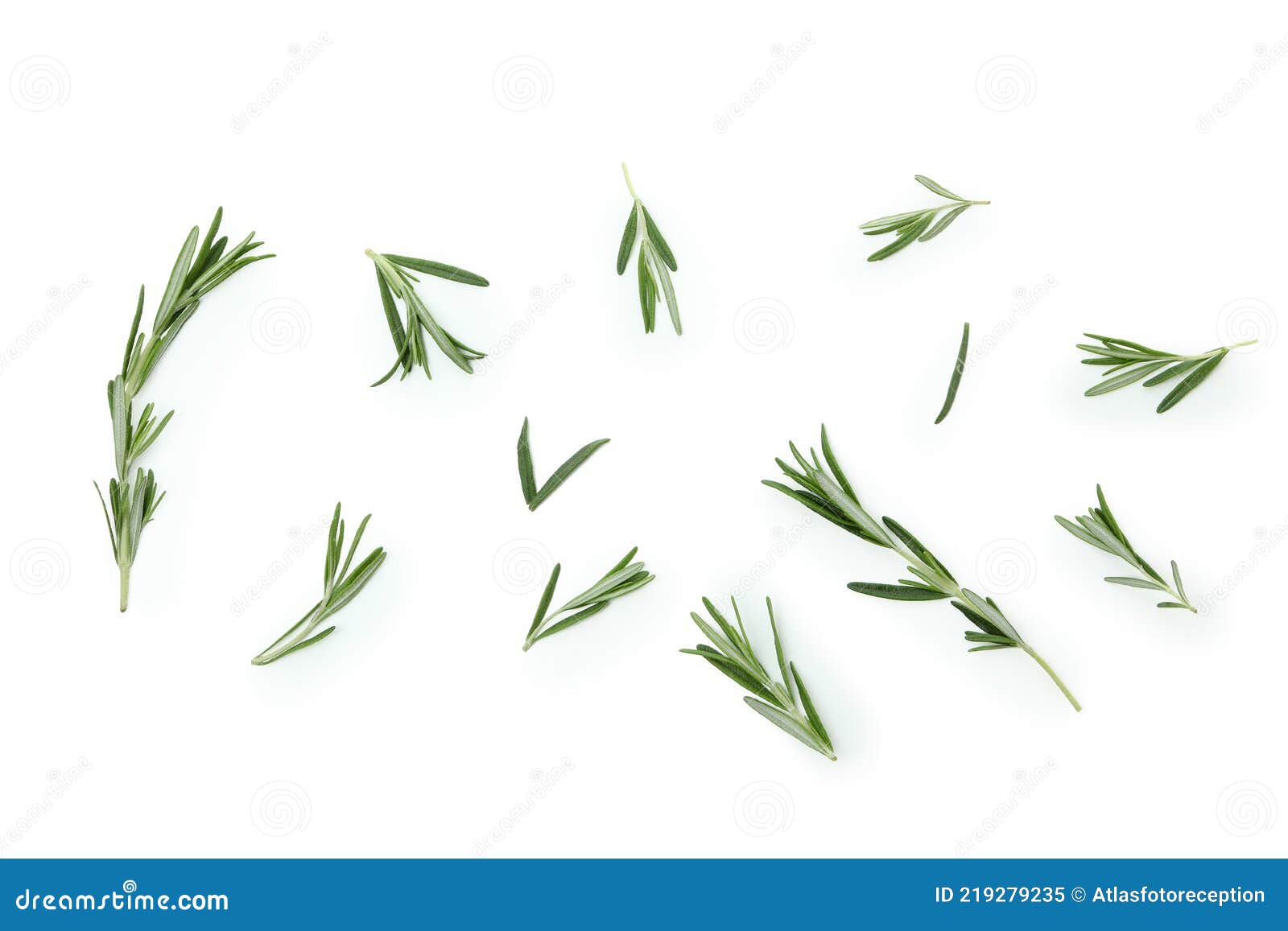Fresh Rosemary Leaves Isolated on White Background Stock Image Image of object, single 219279235