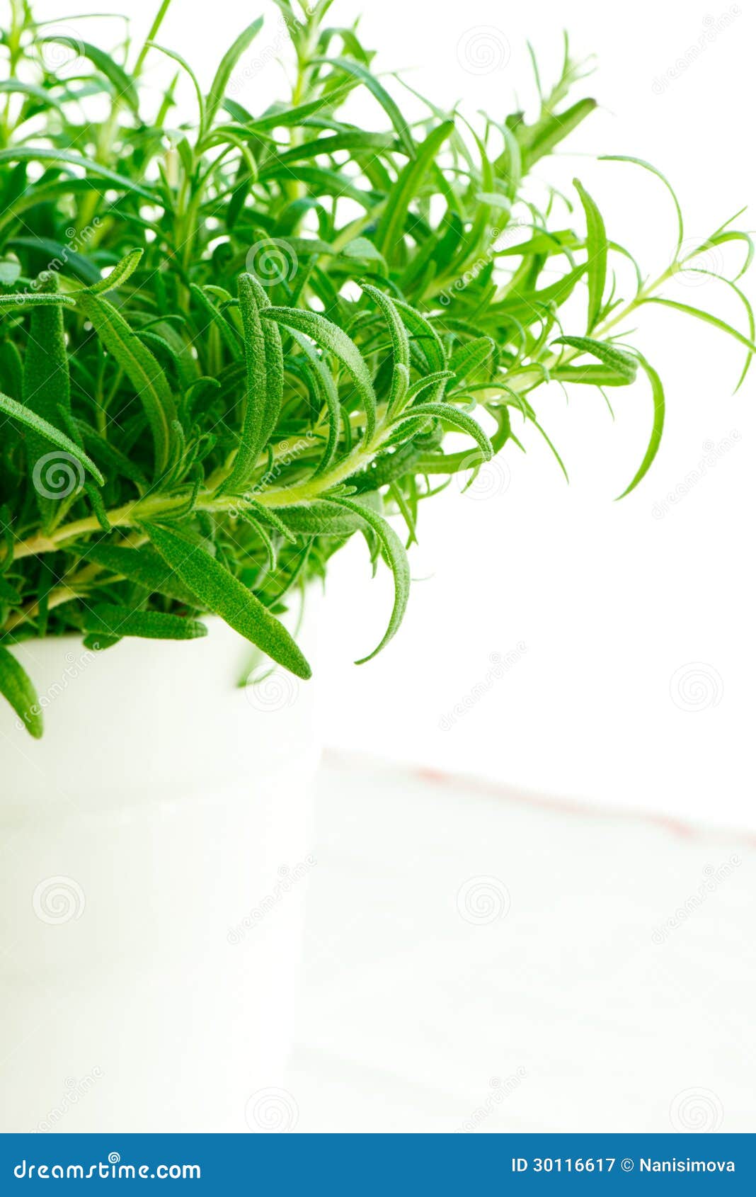 Fresh Rosemary in a White Pot Stock Image Image of harvesting, bunch