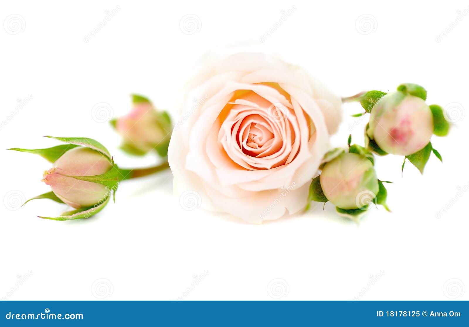 Fresh roses stock image. Image of flora, celebration 18178125