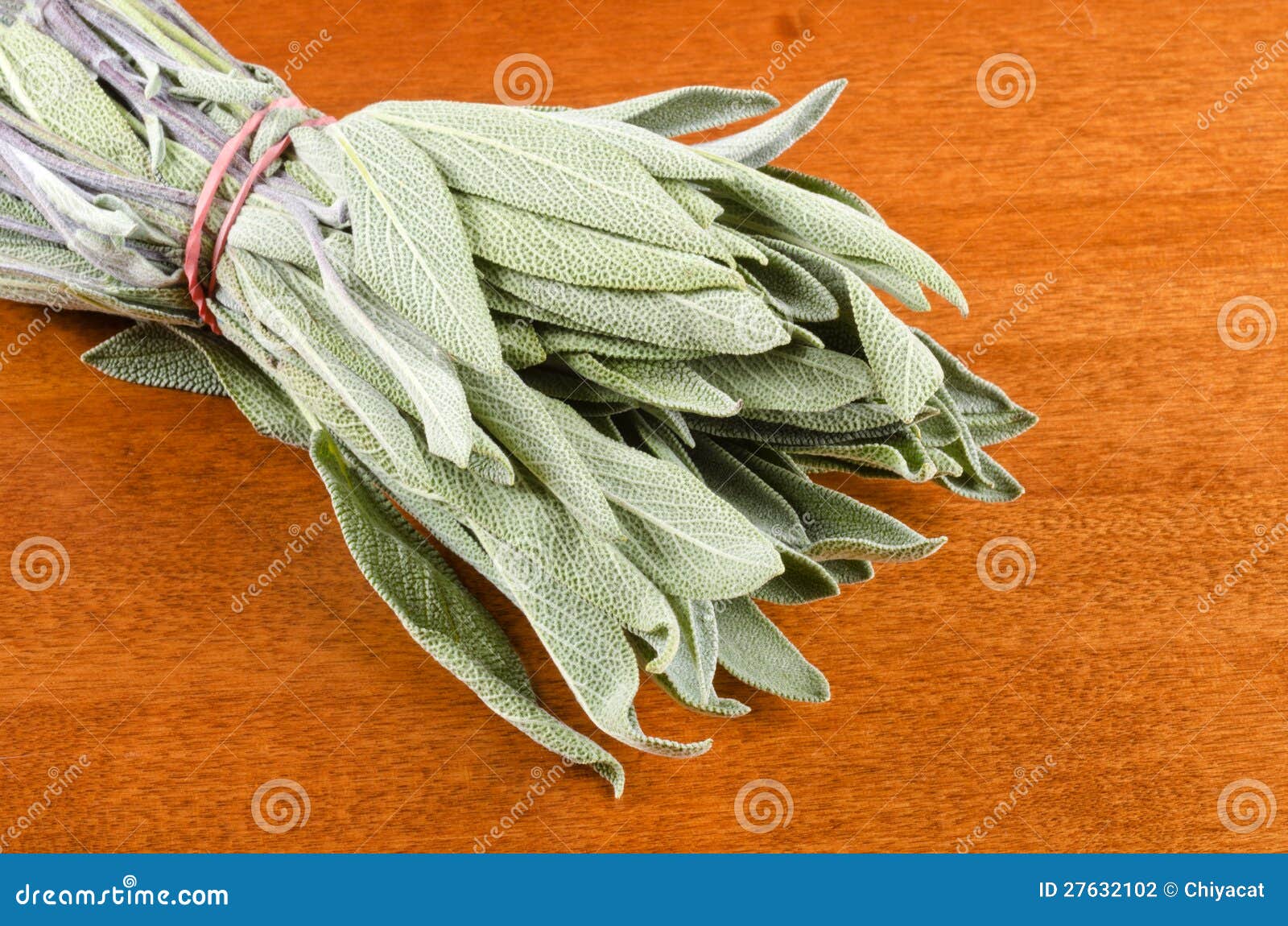 Fresh Sage stock photo. Image of macro, sage, elastic 27632102