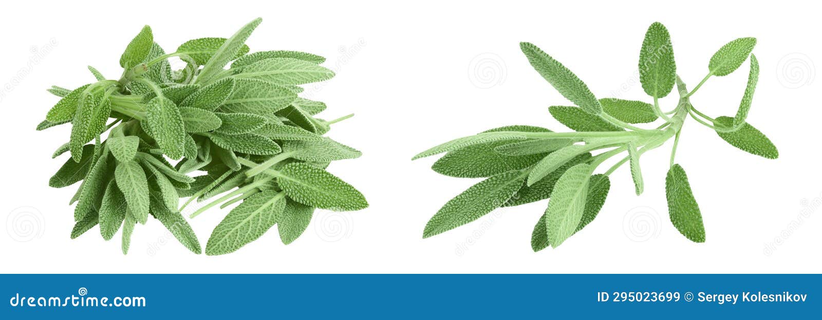 Fresh Sage Herb Isolated on White Background with Full Depth of Field
