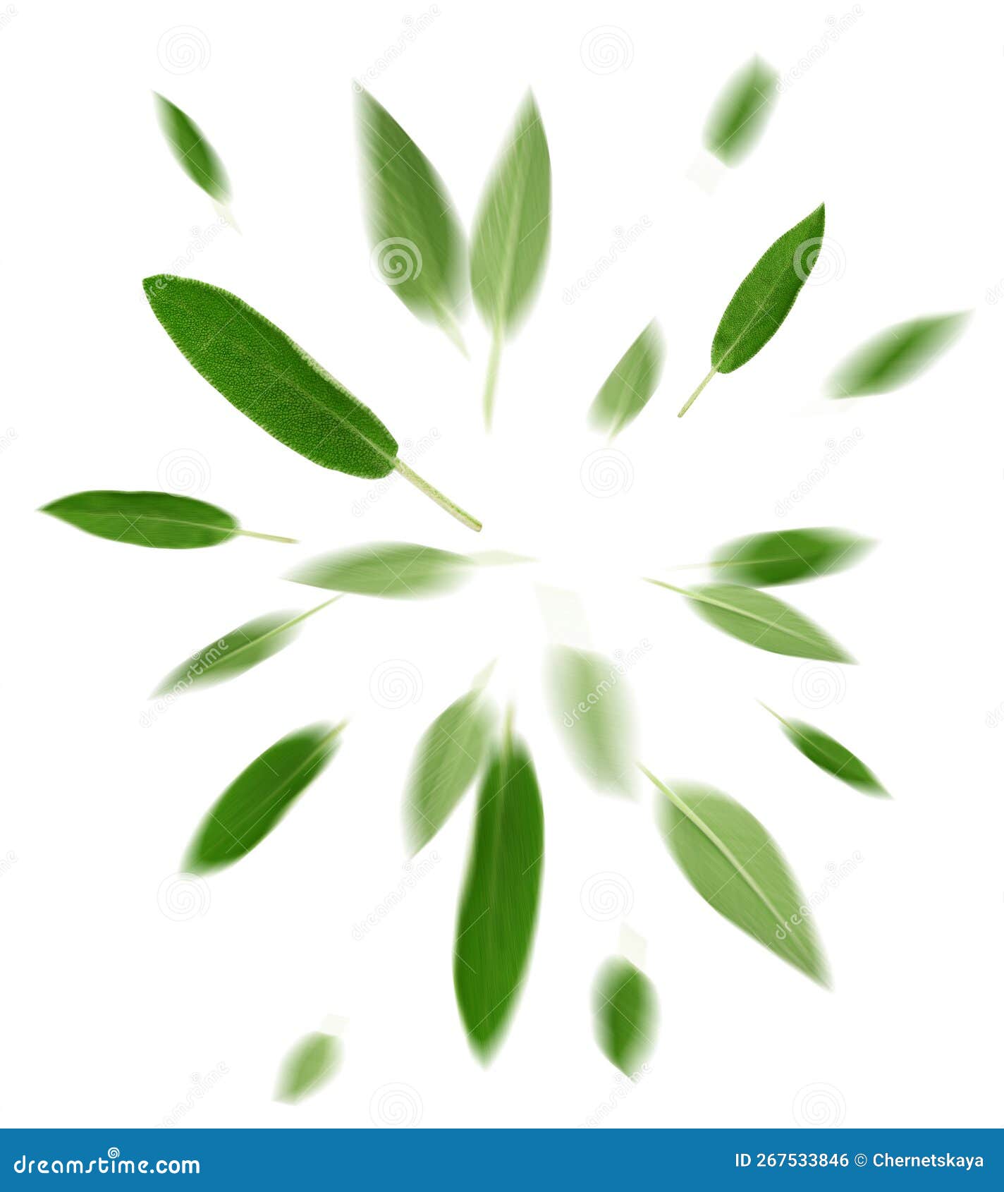Fresh Sage Leaves Flying on White Background Stock Photo Image of