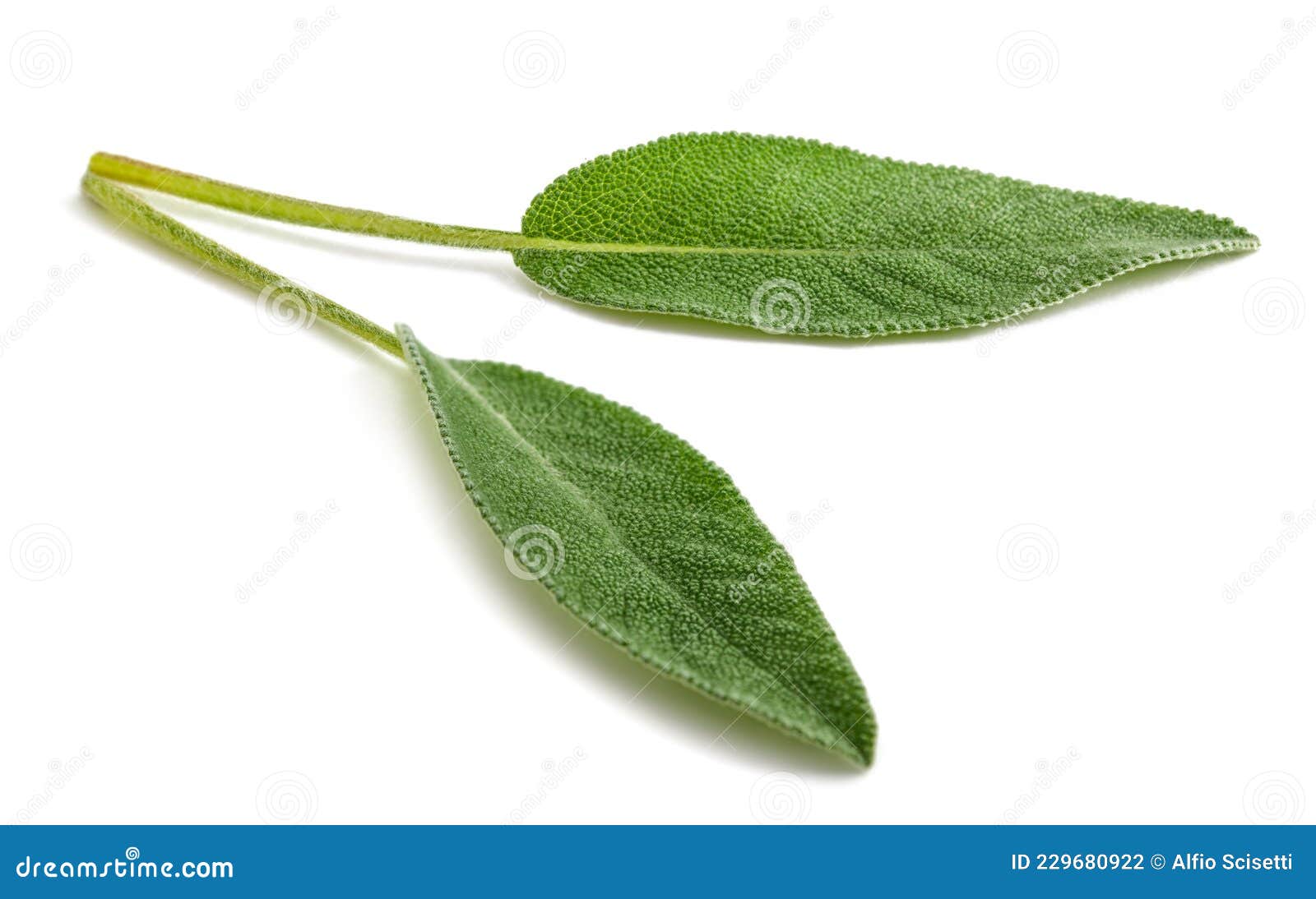 Fresh sage leaves stock photo. Image of culinary, officinal 229680922