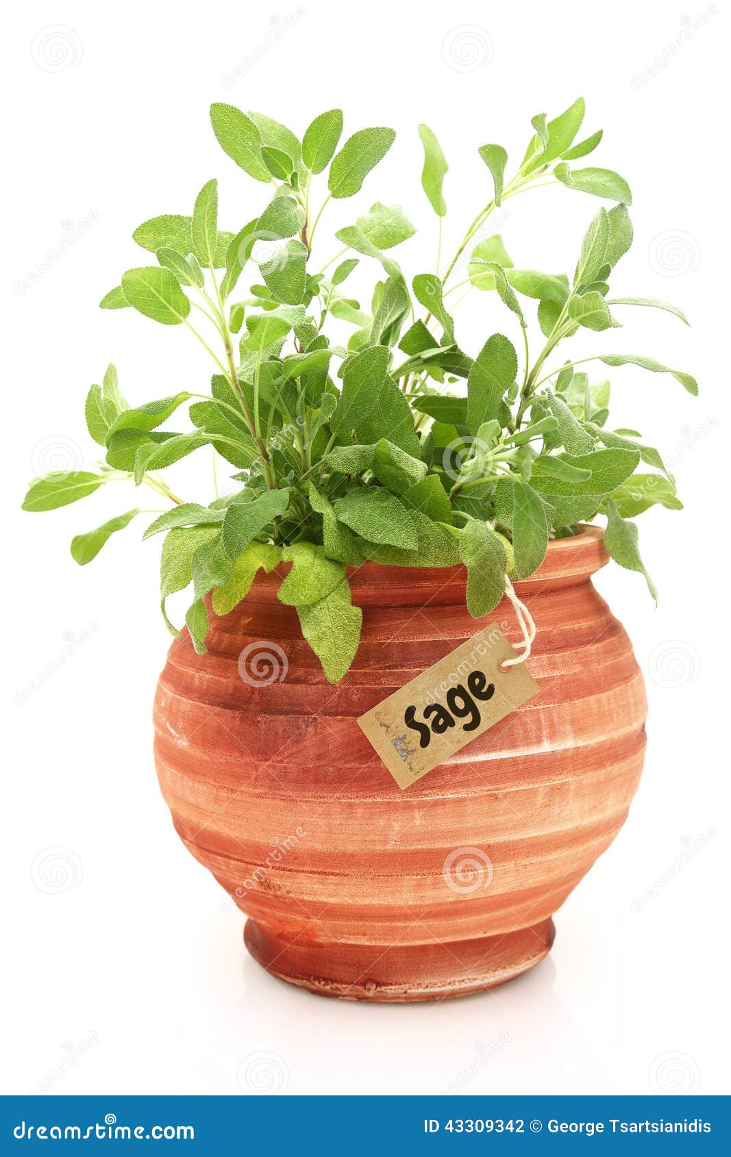 Fresh sage plant stock photo. Image of cultivation, blossom 43309342