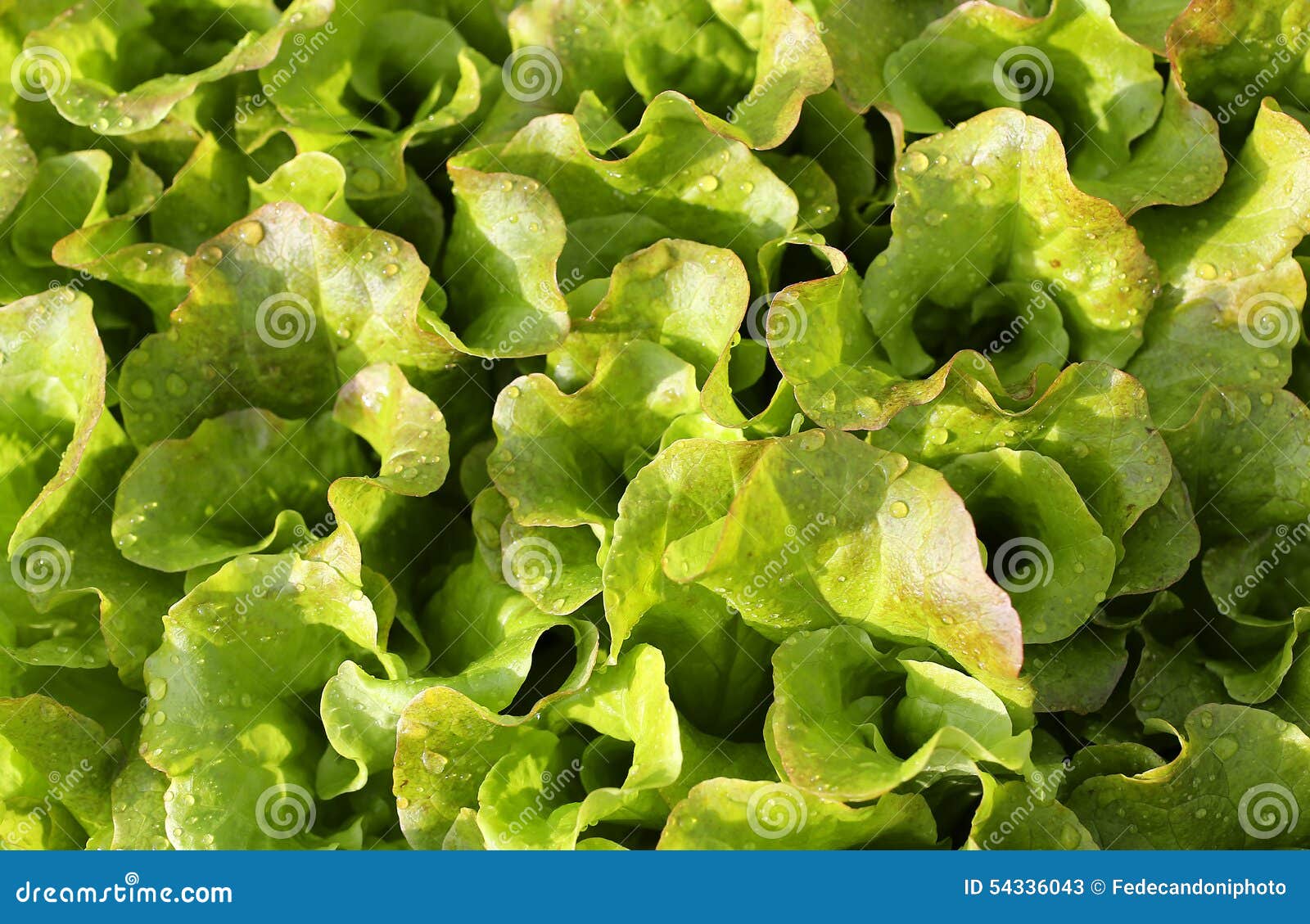 fresh salad background just watered