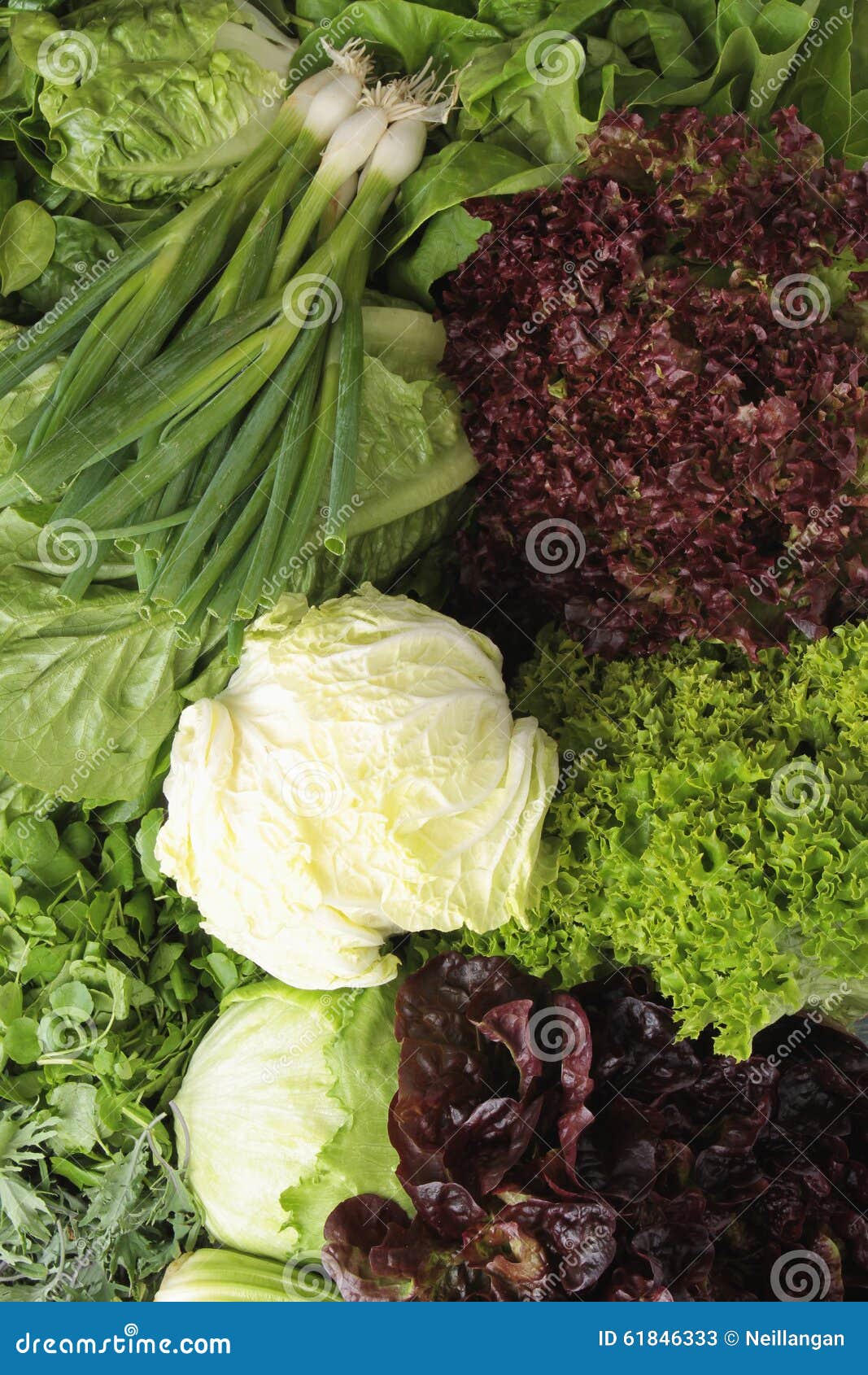 Fresh salad varieties stock image. Image of salad, varieties 61846333