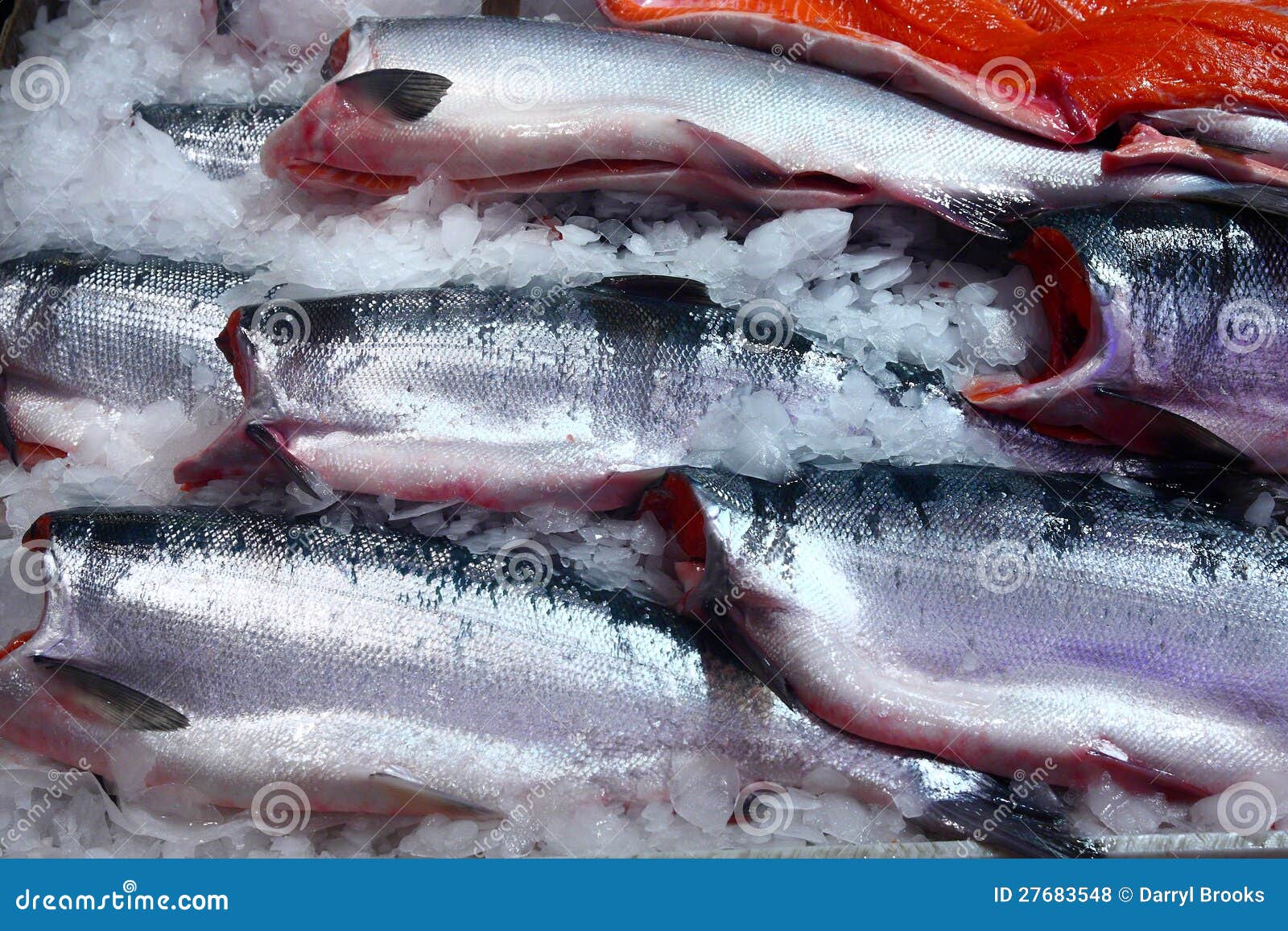Fresh Salmon in a market stock photo. Image of salmon 27683548