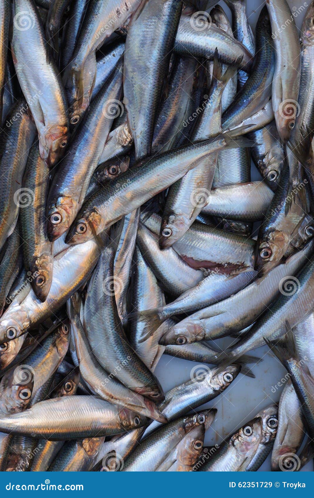 Fresh saltwater fish. stock image. Image of fresh, leba 62351729
