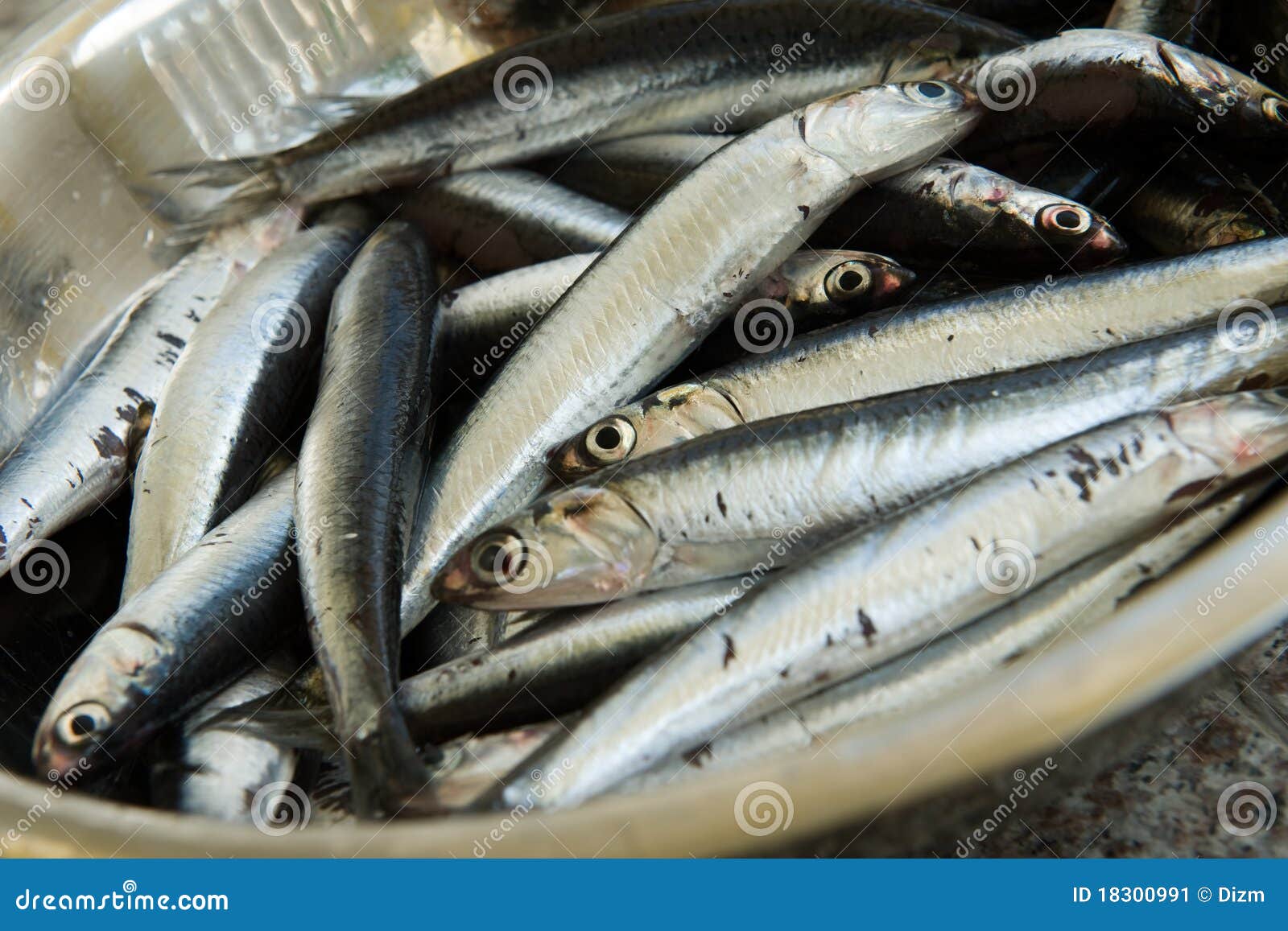 Fresh Sardine stock image. Image of silver, sardine, food 18300991