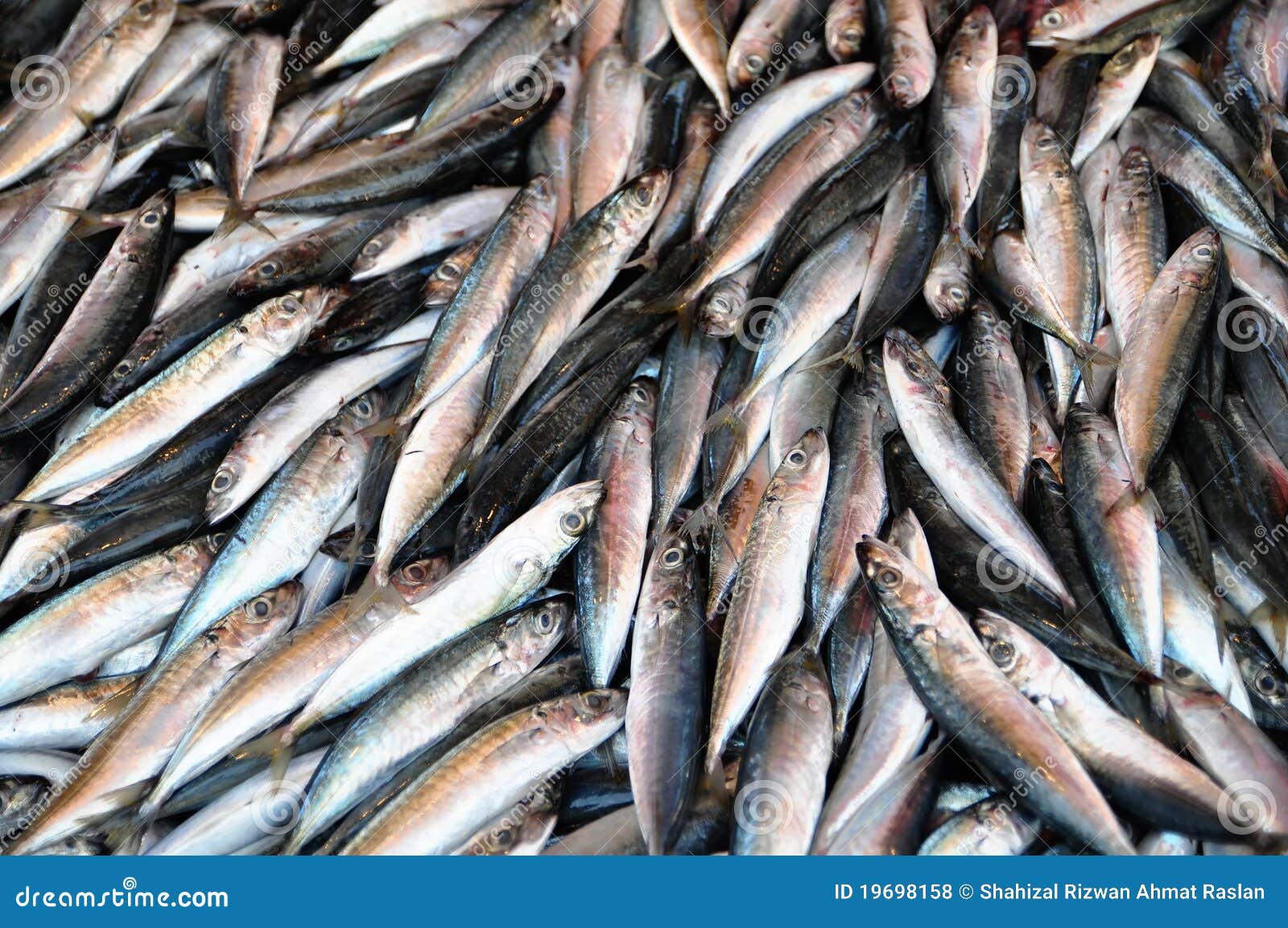 Fresh Sardine stock photo. Image of clupeidae, market 19698158