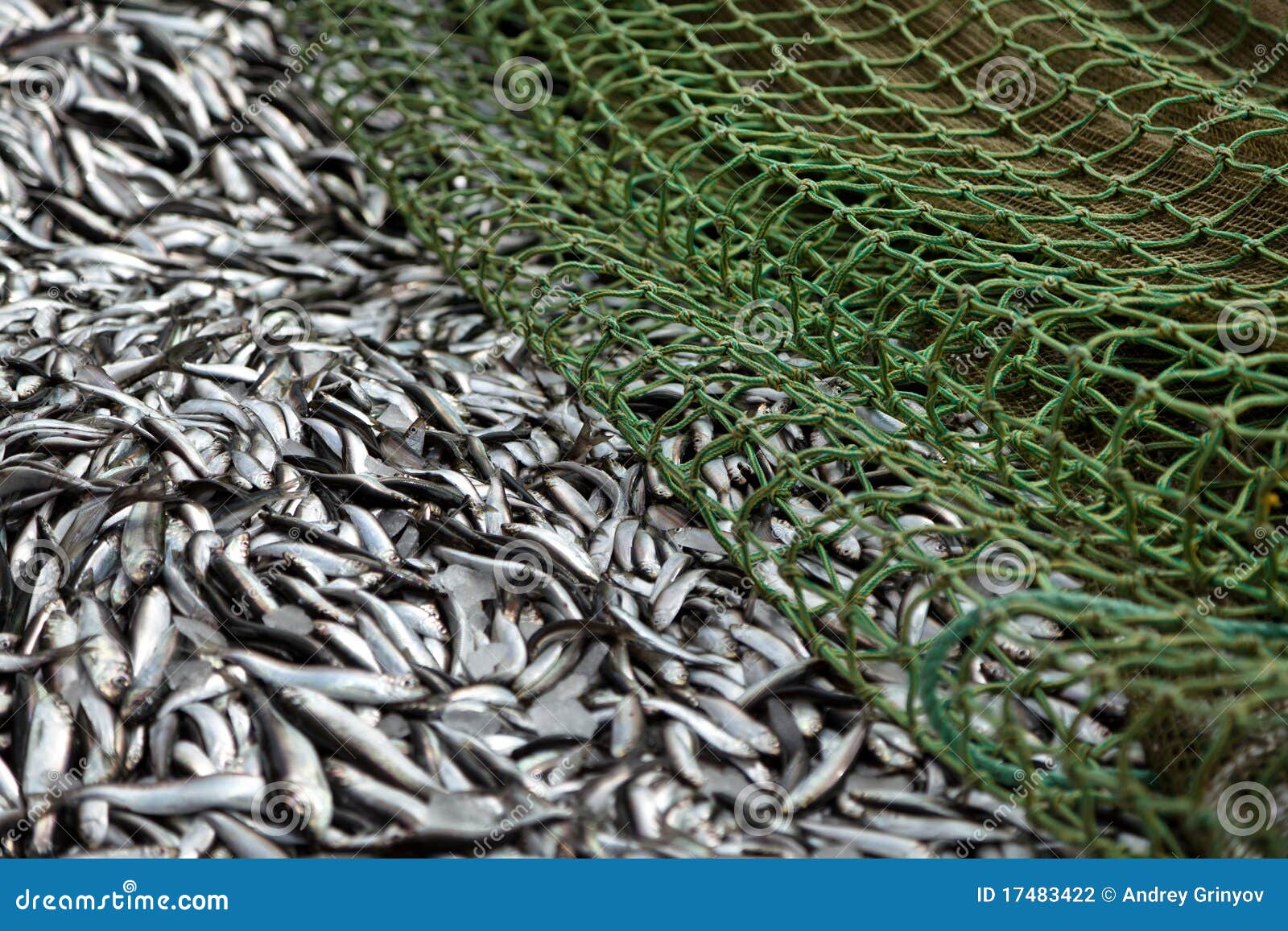 Fresh sardines stock photo. Image of green, shoal, acid 17483422