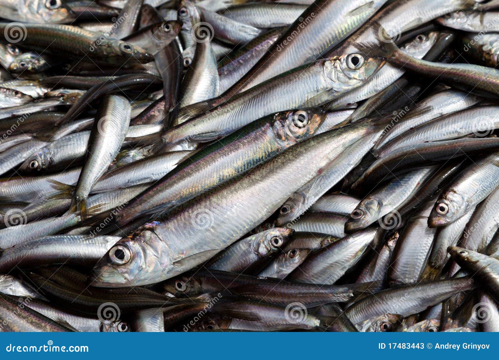 Fresh sardines stock image. Image of sprats, market, fatty 17483443