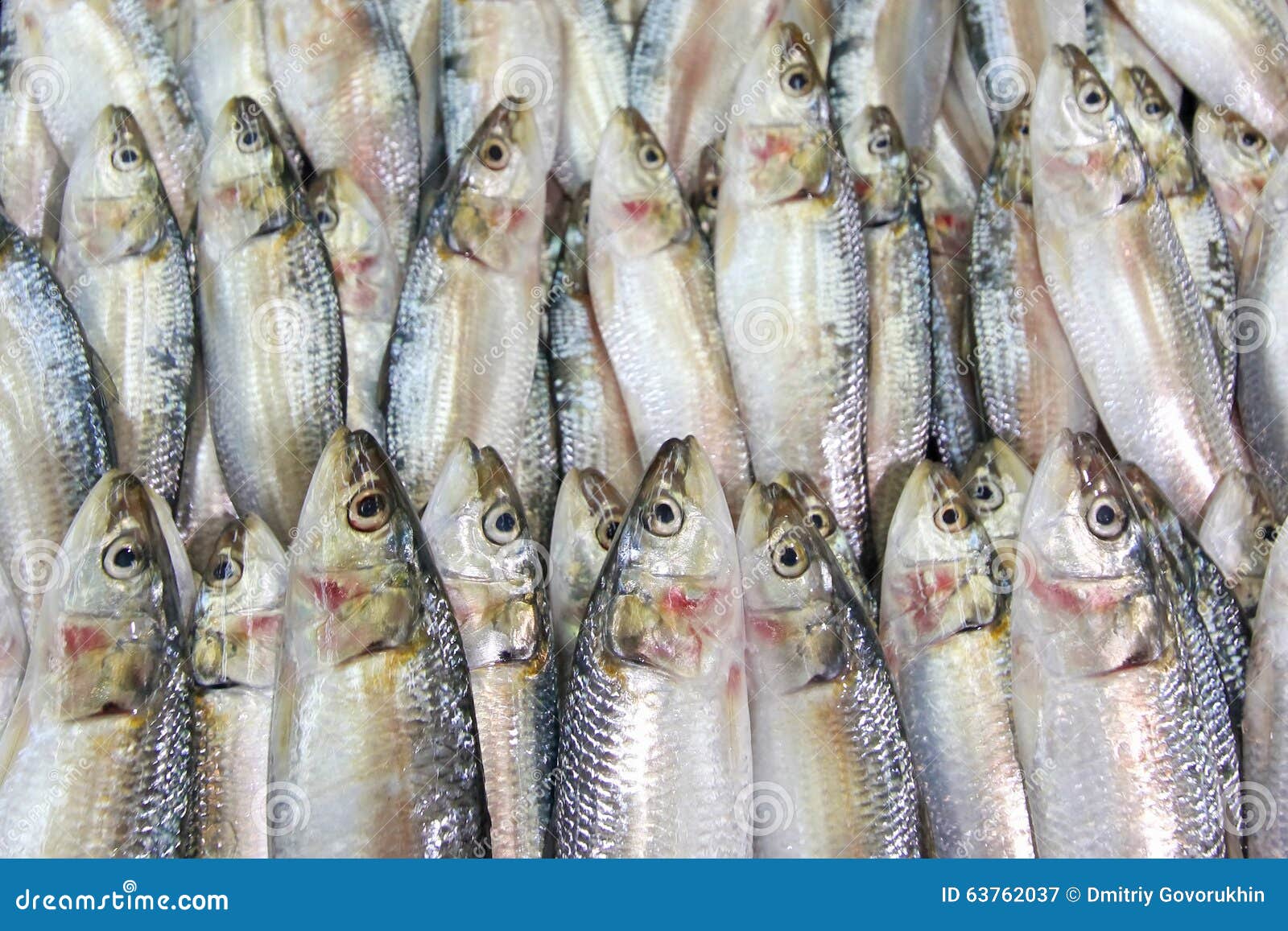 Fresh Sardines on the Fish Market Stock Image Image of trade, cooled