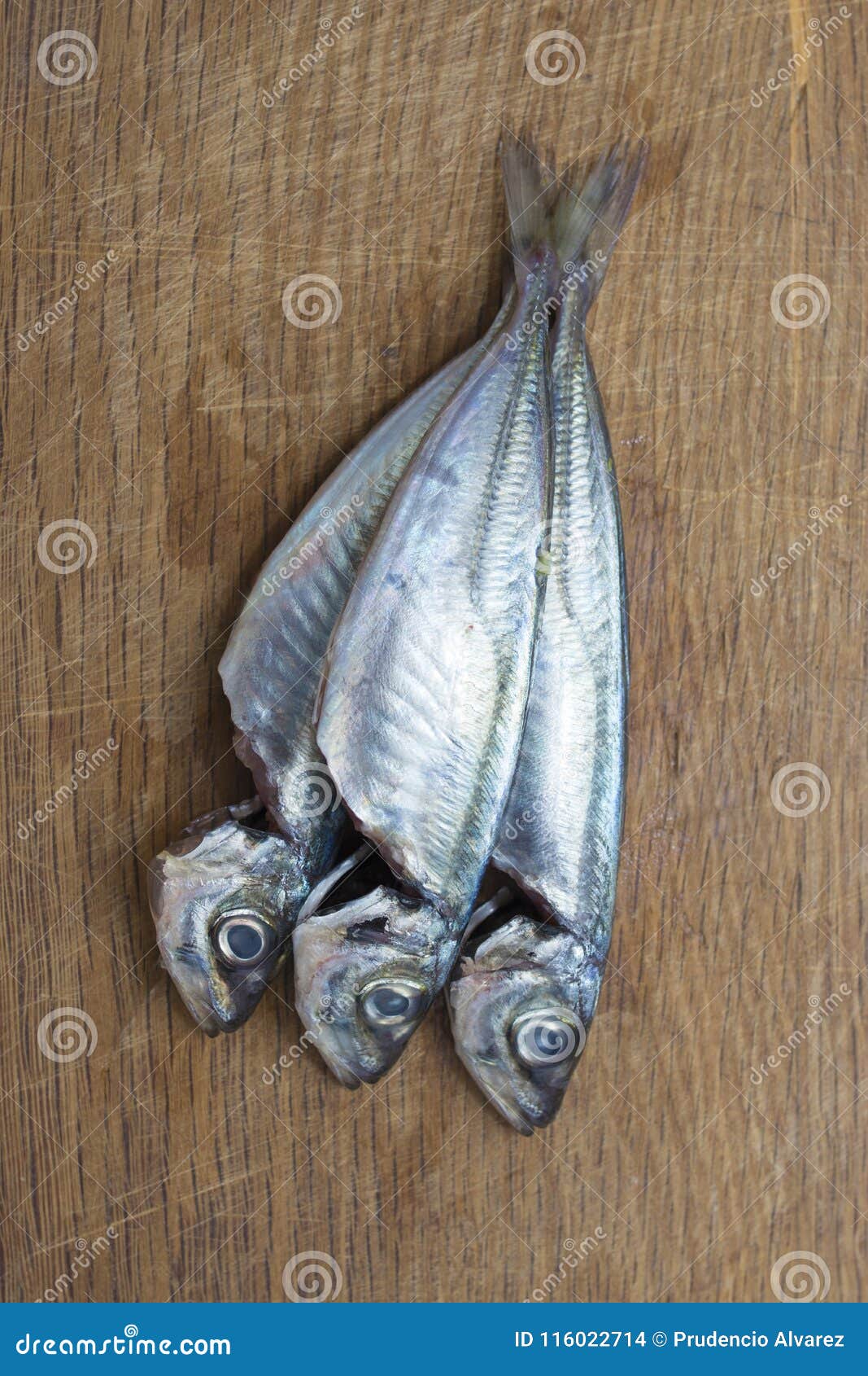 Fresh sardines or mackerel stock photo. Image of gourmet 116022714