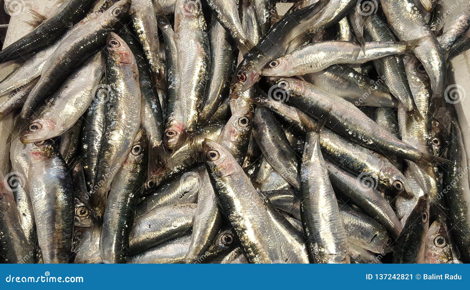 Fresh sardines for sale stock image. Image of natural 137242821