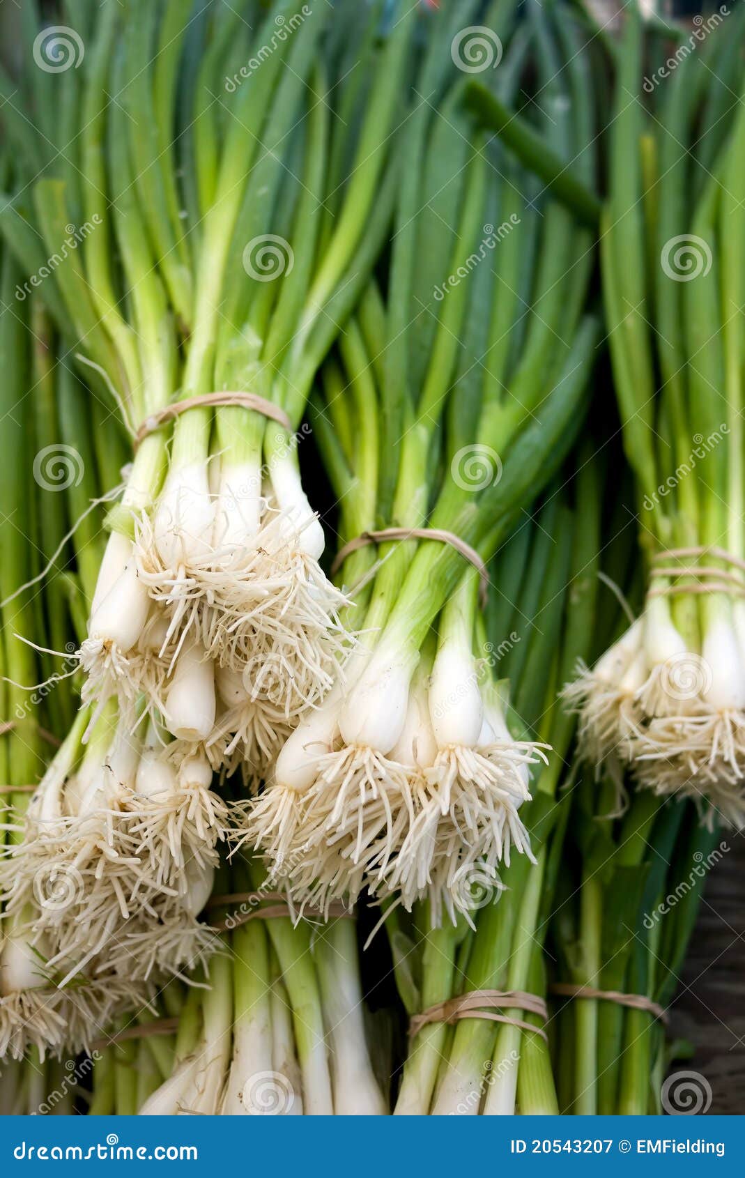 Fresh Scallions stock image. Image of greens, scallions 20543207