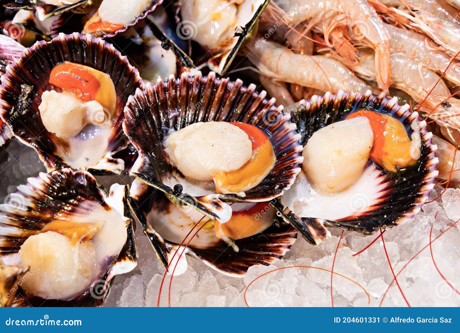 Fresh Scallops in Fish Market Stock Image Image of crawfish, meat
