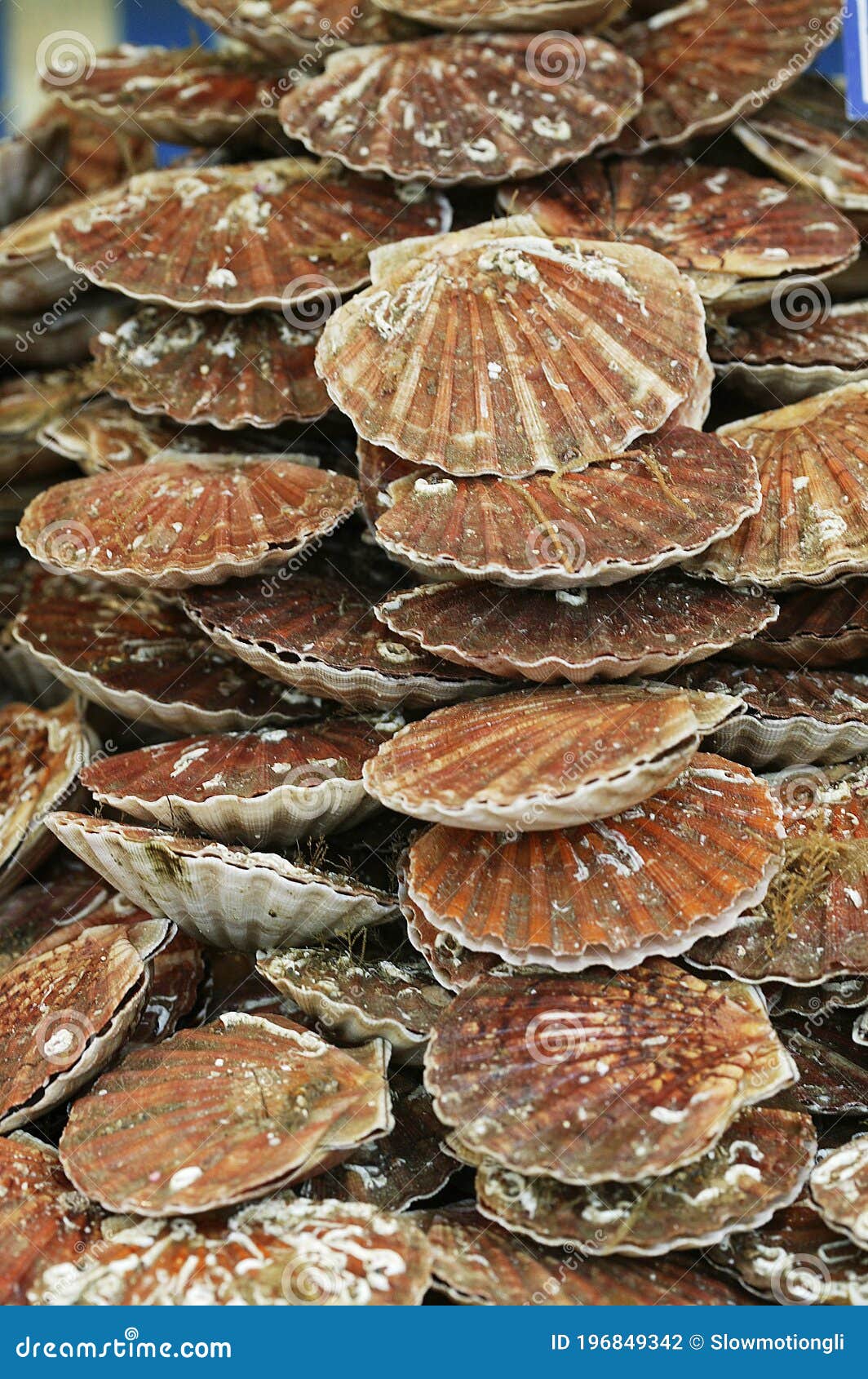 Fresh Scallops, Pecten Maximus at Fish Shop Stock Photo Image of