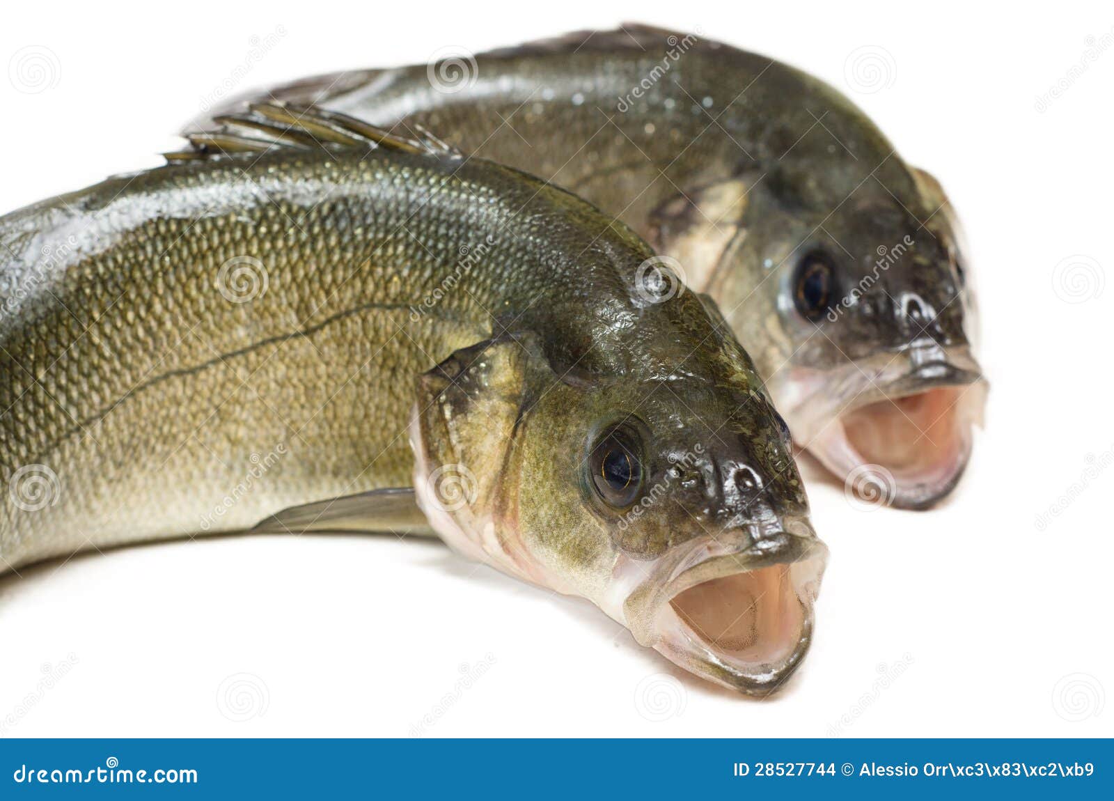Fresh sea bass stock photo. Image of food, cook, white 28527744