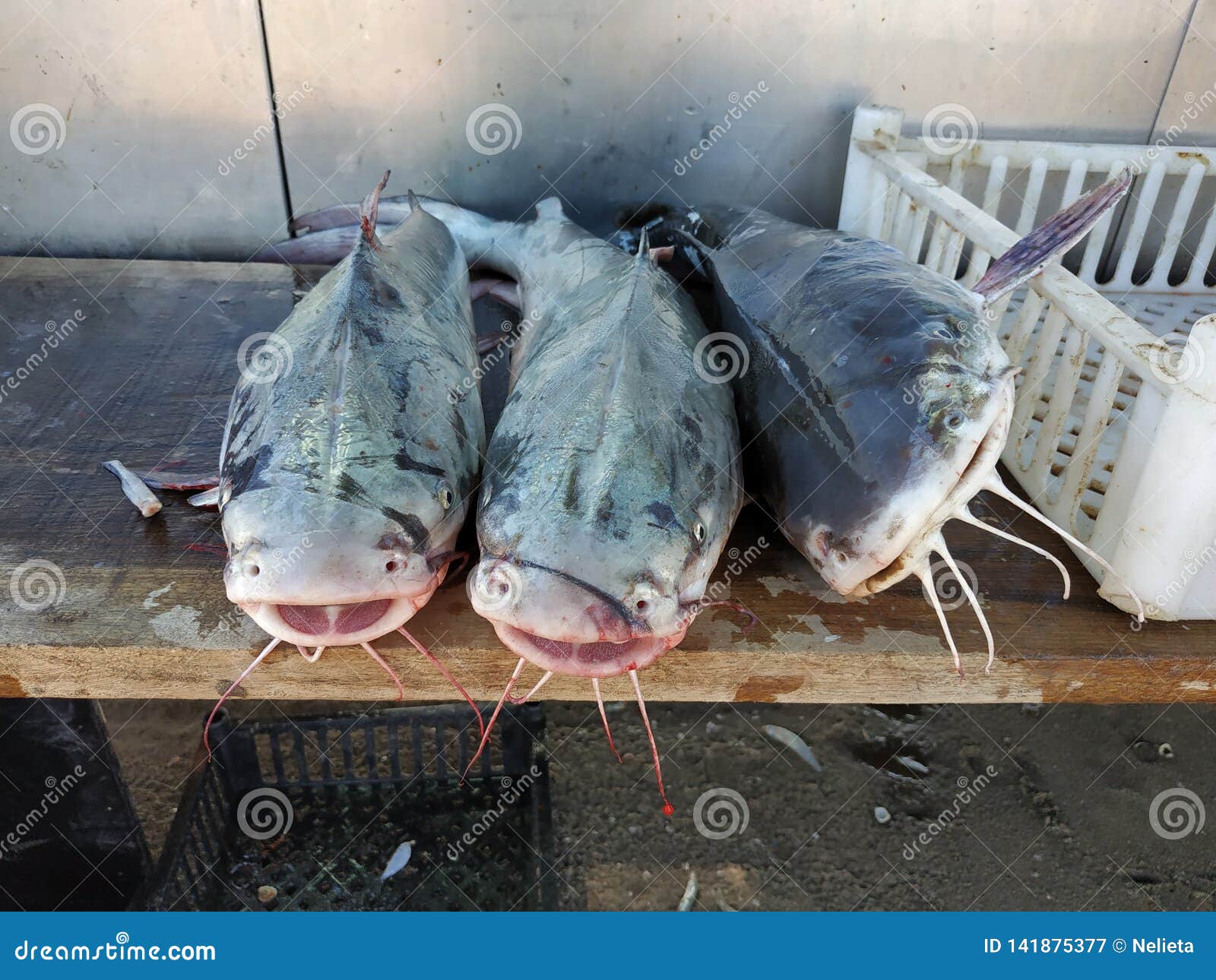 fresh sea fish on the beach in san bernardo argentina
