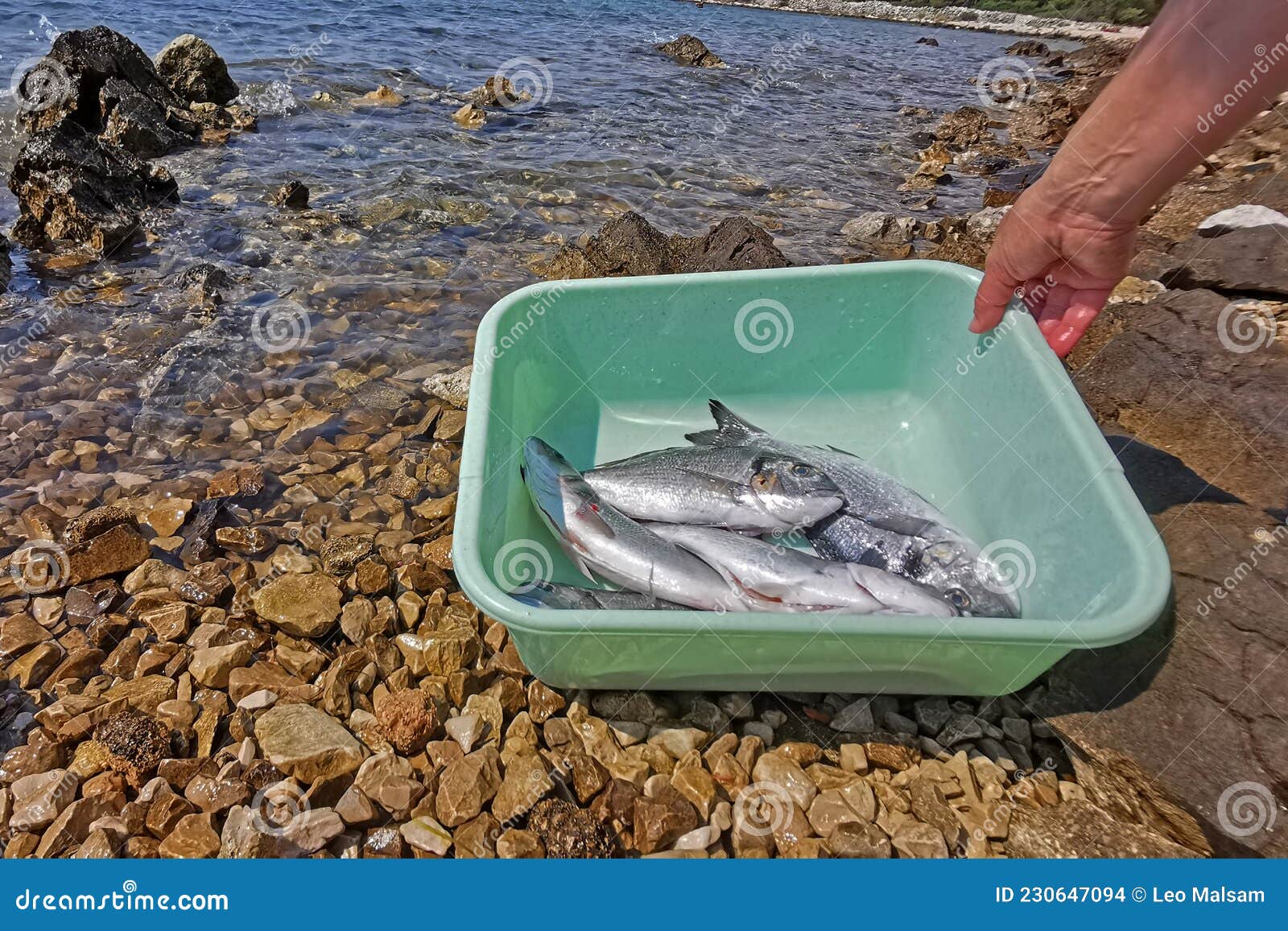 Fresh Sea Fish Cleaned by the Water Stock Photo Image of dark, curve