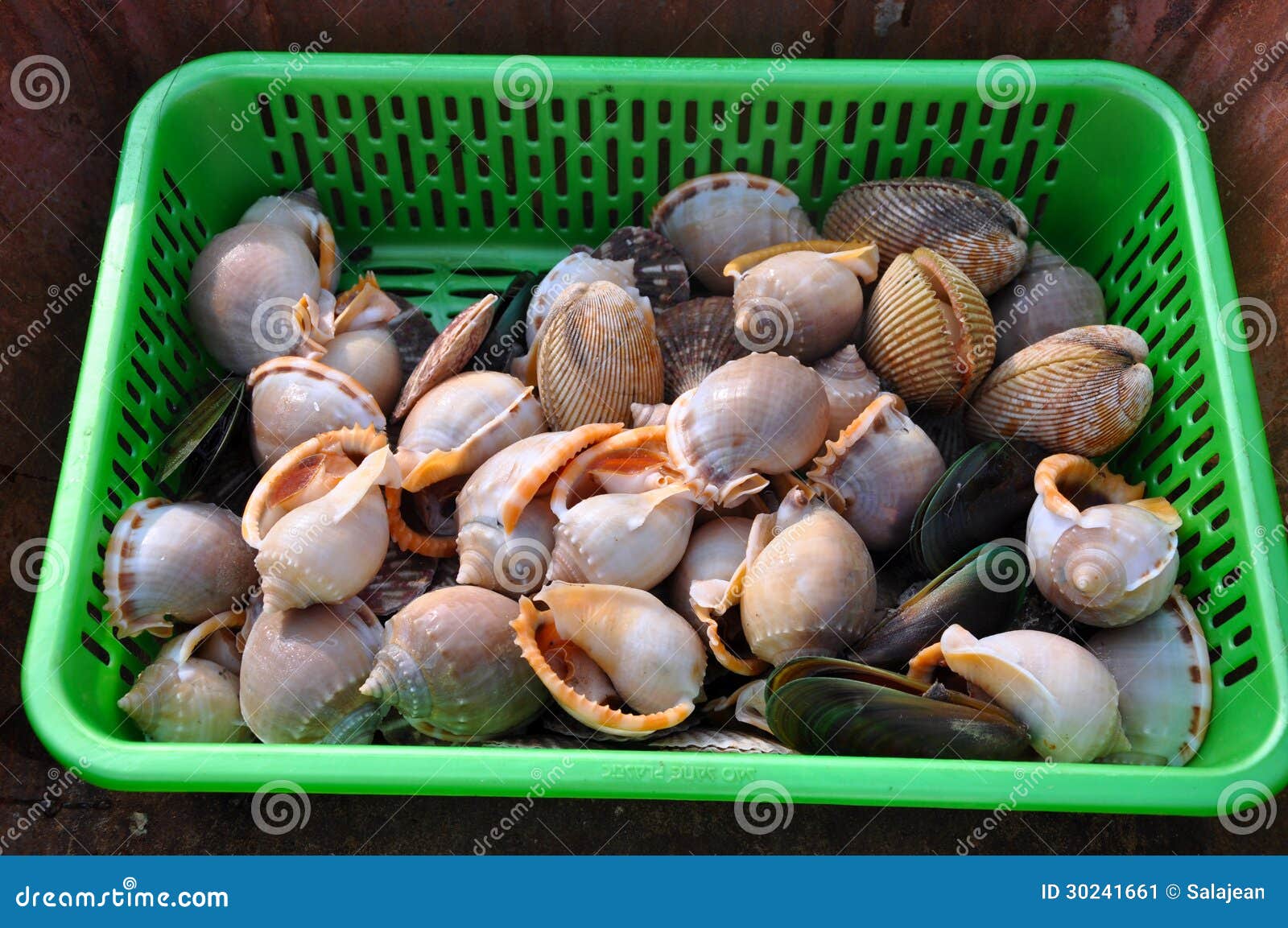 Fresh sea snails in a fish market, Mui Ne, Vietnam