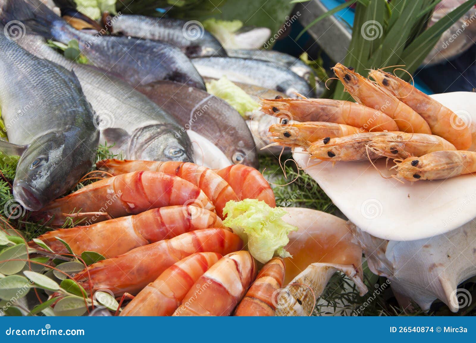 Fresh seafood stock photo. Image of cyclades, octopus 26540874