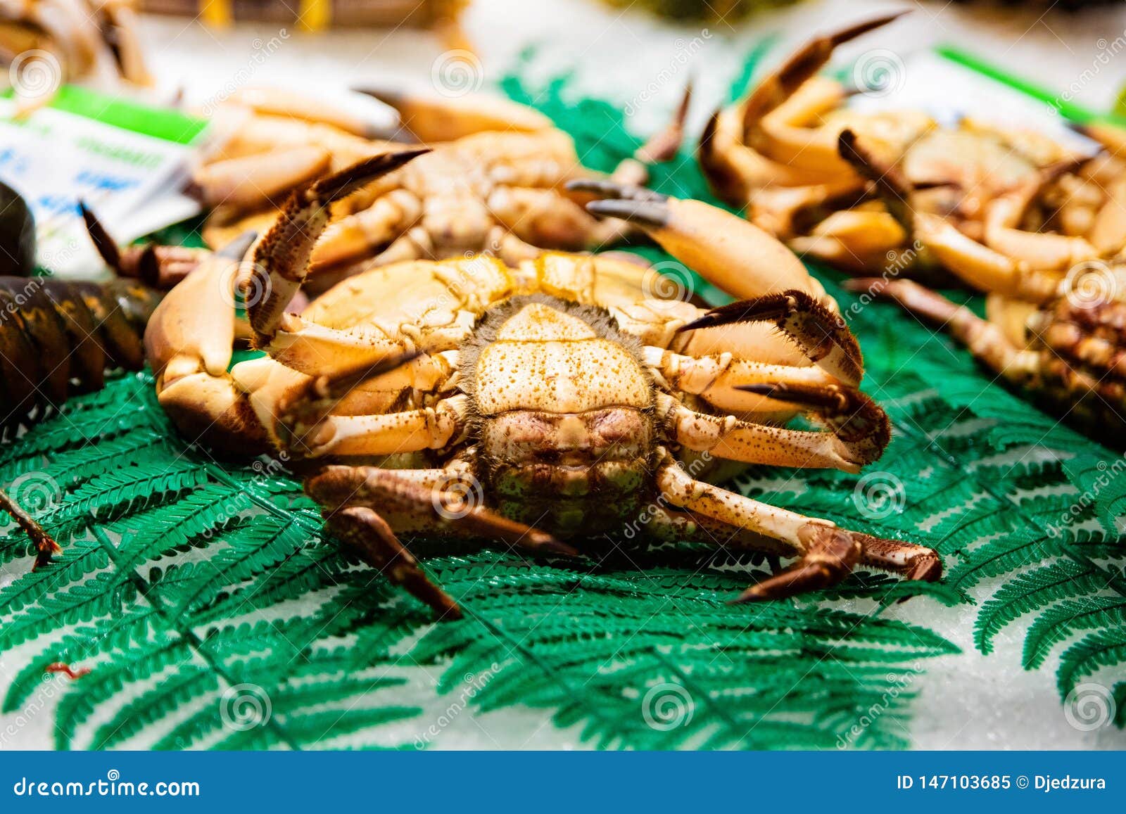 Fresh Seafood Crab on Display Stock Image Image of market, ocean