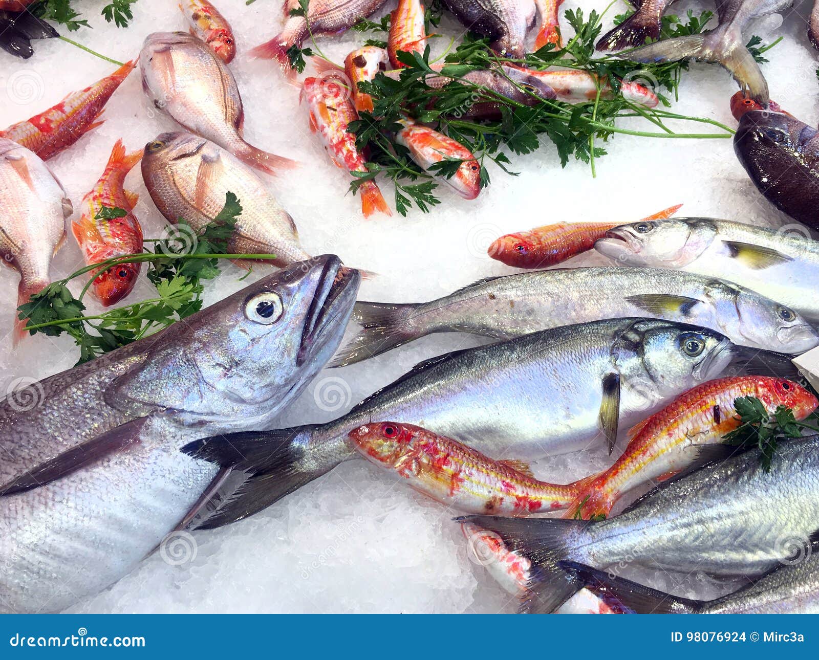 Fresh seafood stock photo. Image of displayed, diet, squid 98076924