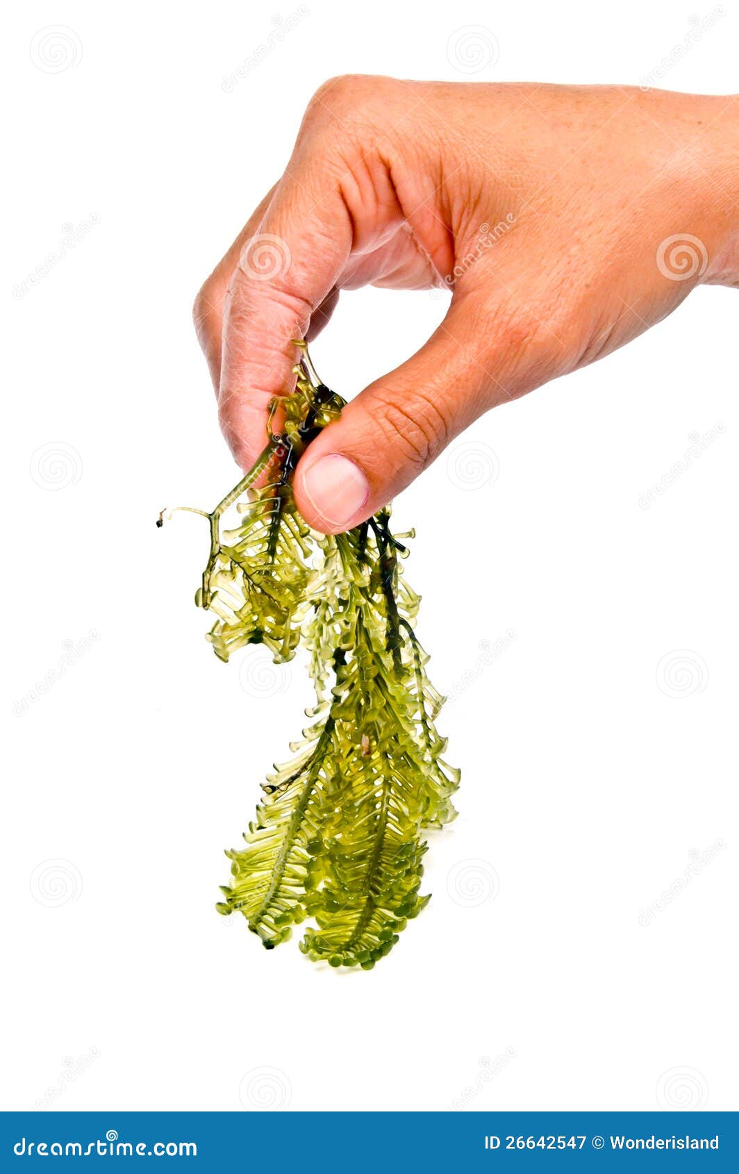 Fresh seaweed stock image. Image of seaweed, leaf, japanese 26642547