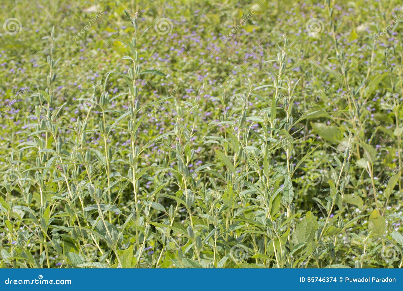 Fresh sesame plant field stock photo. Image of growth 85746374