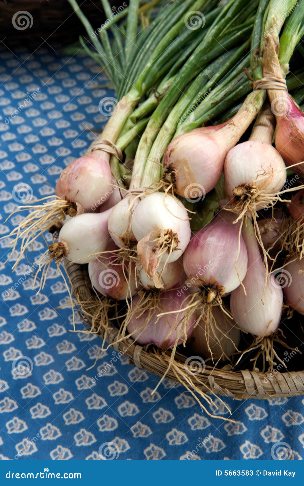 Fresh Shallot