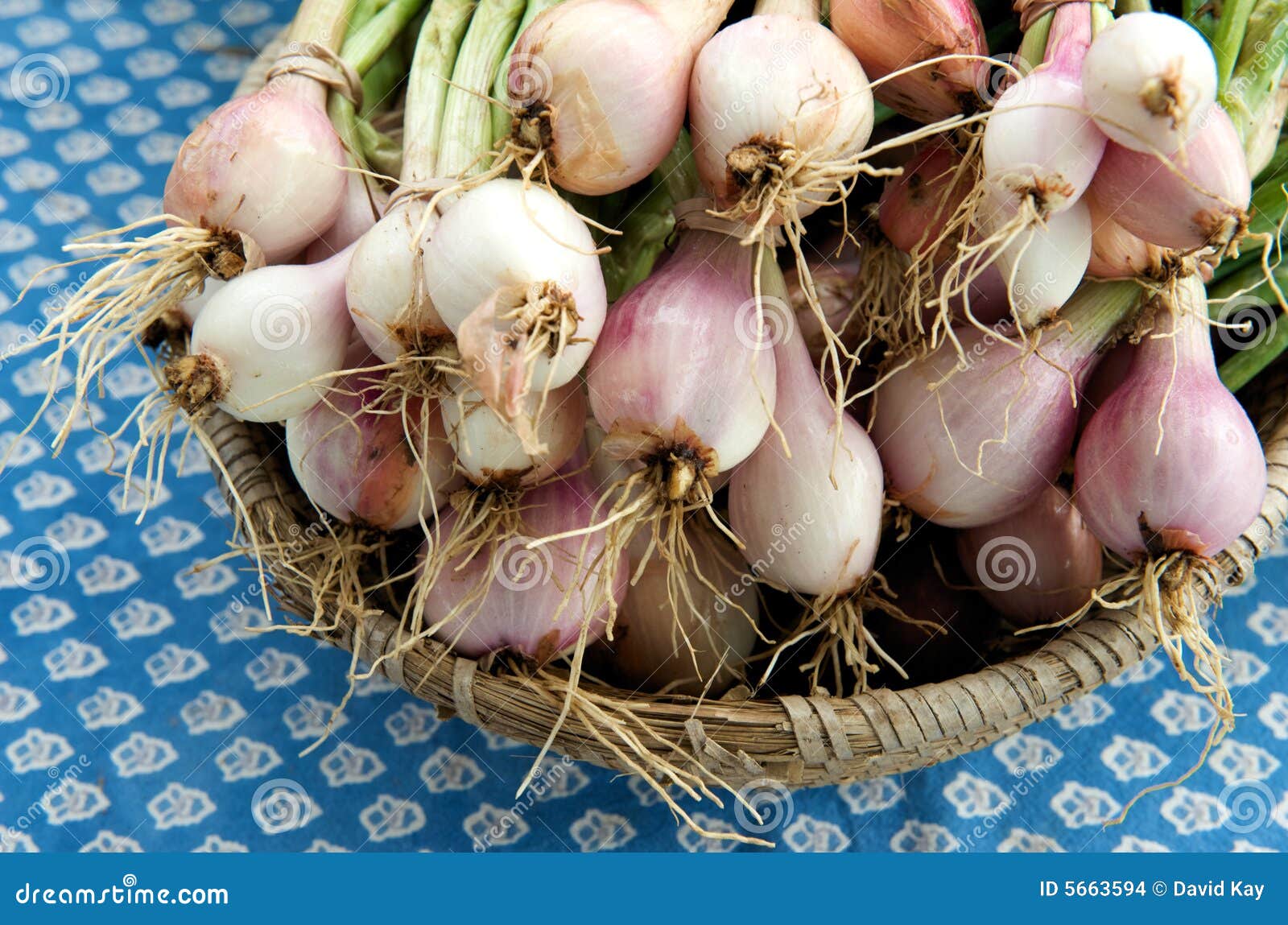 175 Harvested Shallots Stock Photos - Free & Royalty-Free Stock