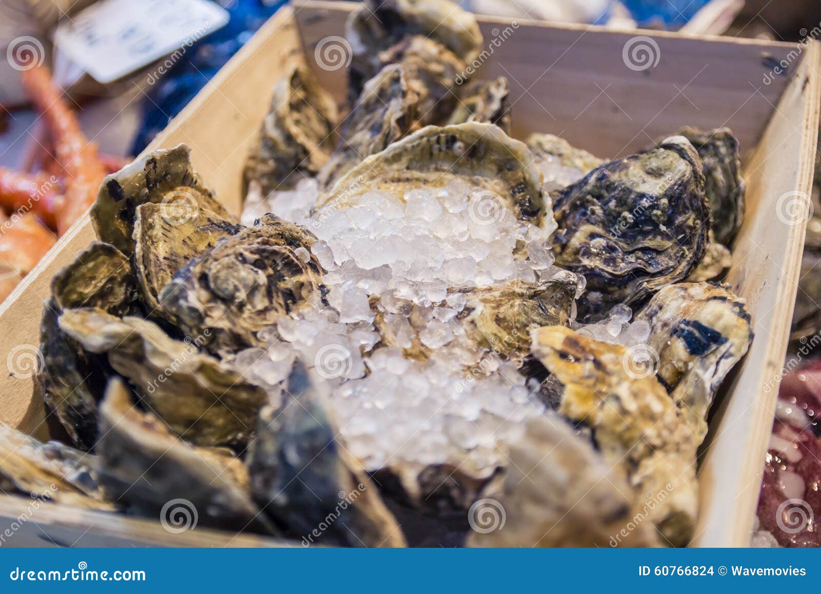 Fresh Shell Oysters at a Fish Market Stall Stock Photo Image of