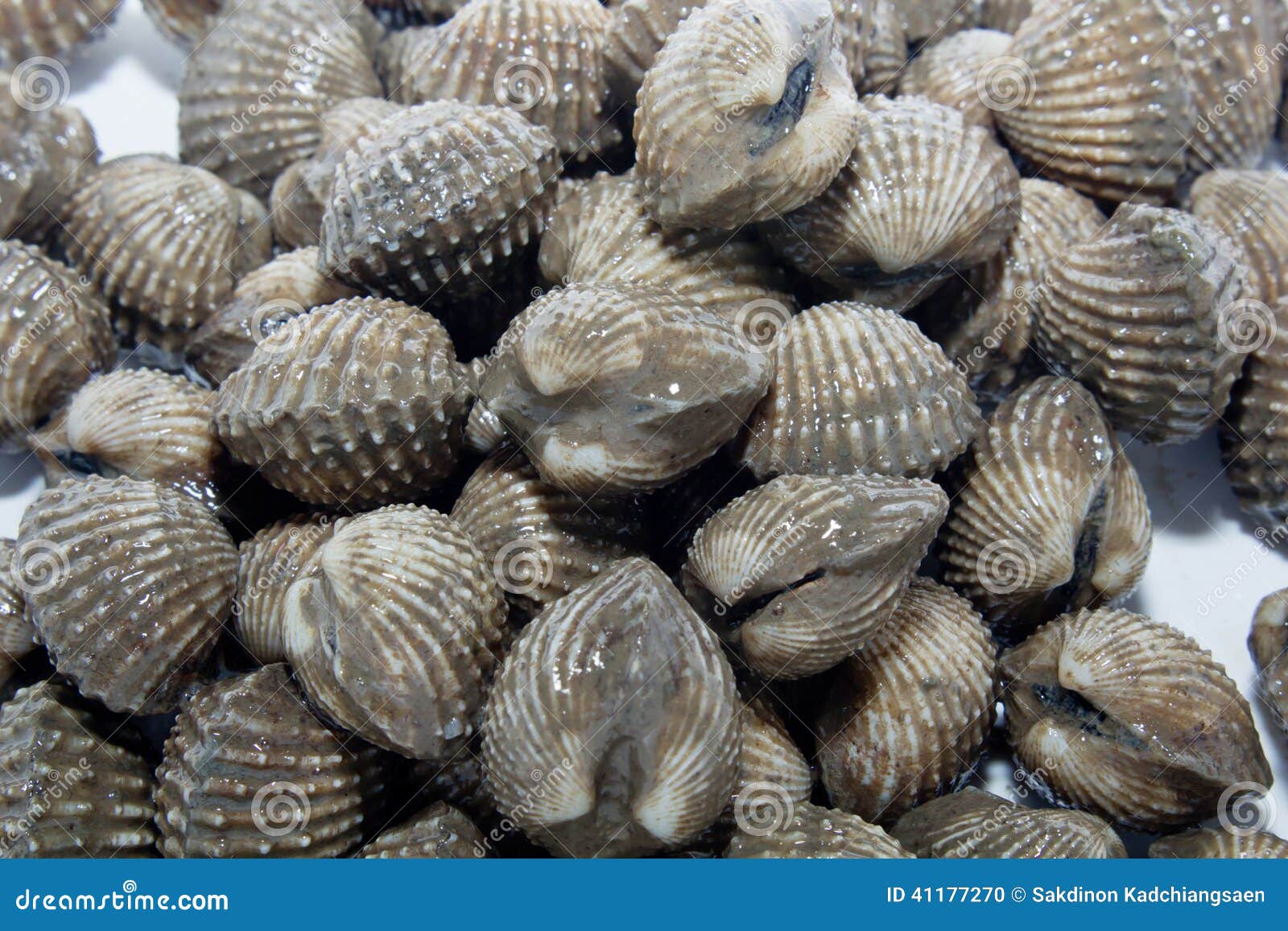 Fresh Shellfish Blood Cockles Stock Photo Image of iodine