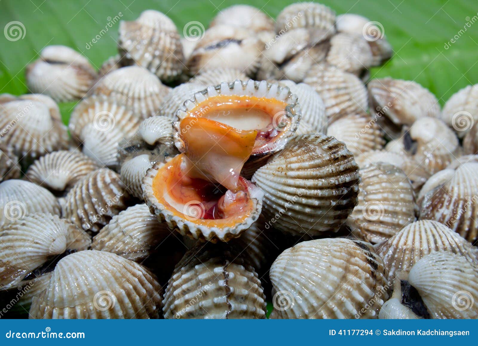 Fresh Shellfish Blood Cockles Stock Photo Image of marine, cooking