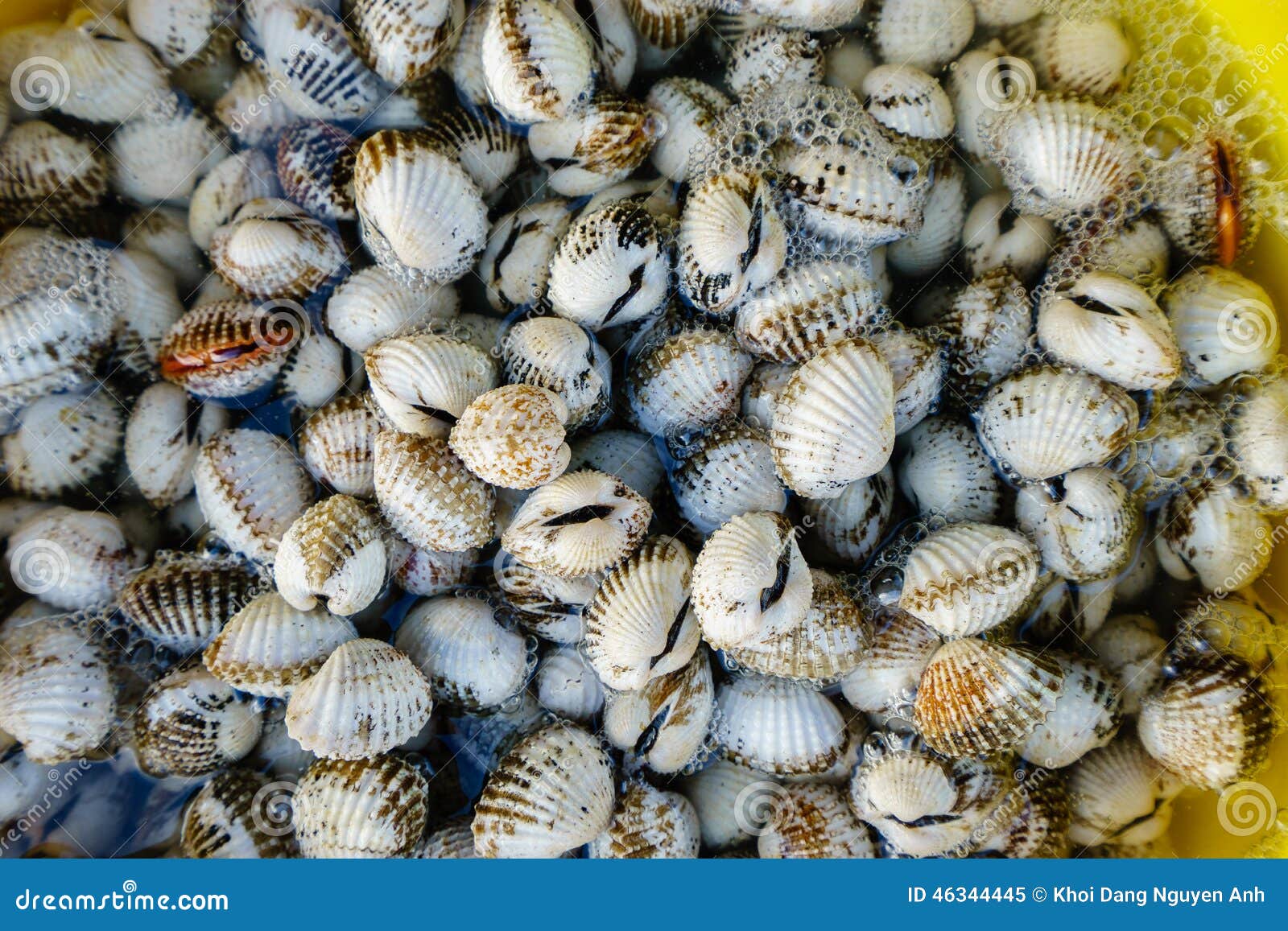 Fresh Shellfish Blood Cockles Stock Image Image of cerastoderma