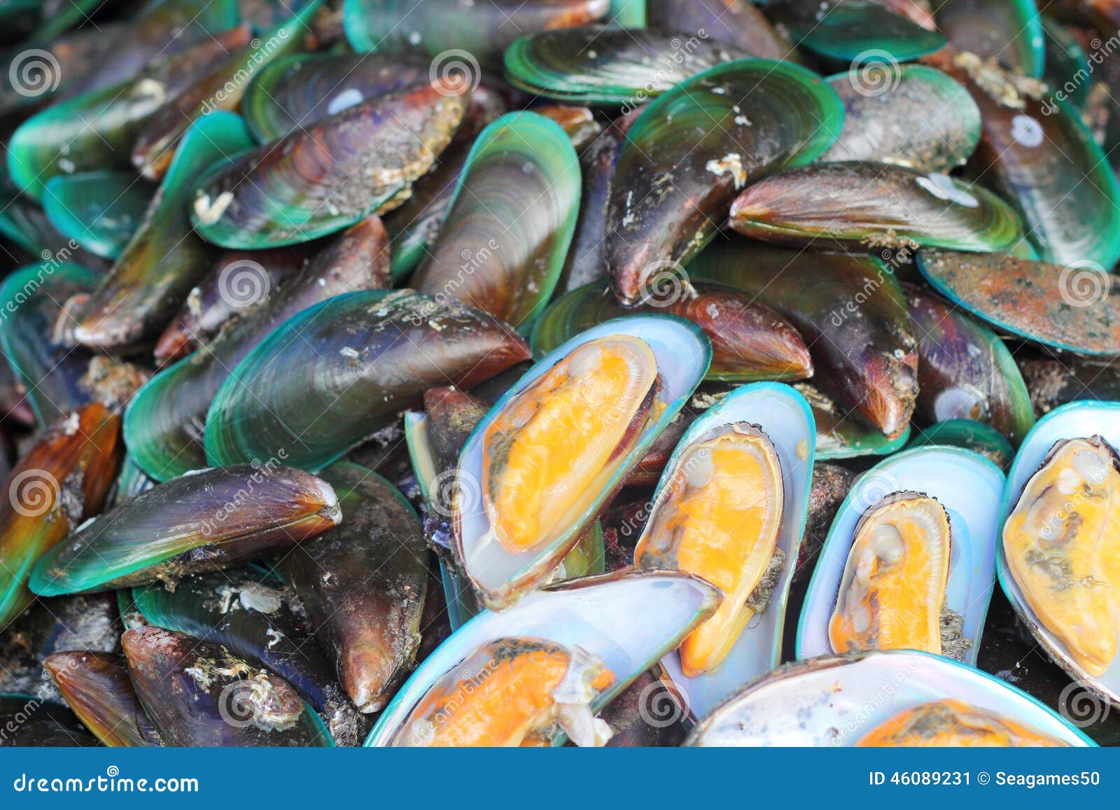 Fresh Shellfish at the Market Stock Image Image of fish, food 46089231